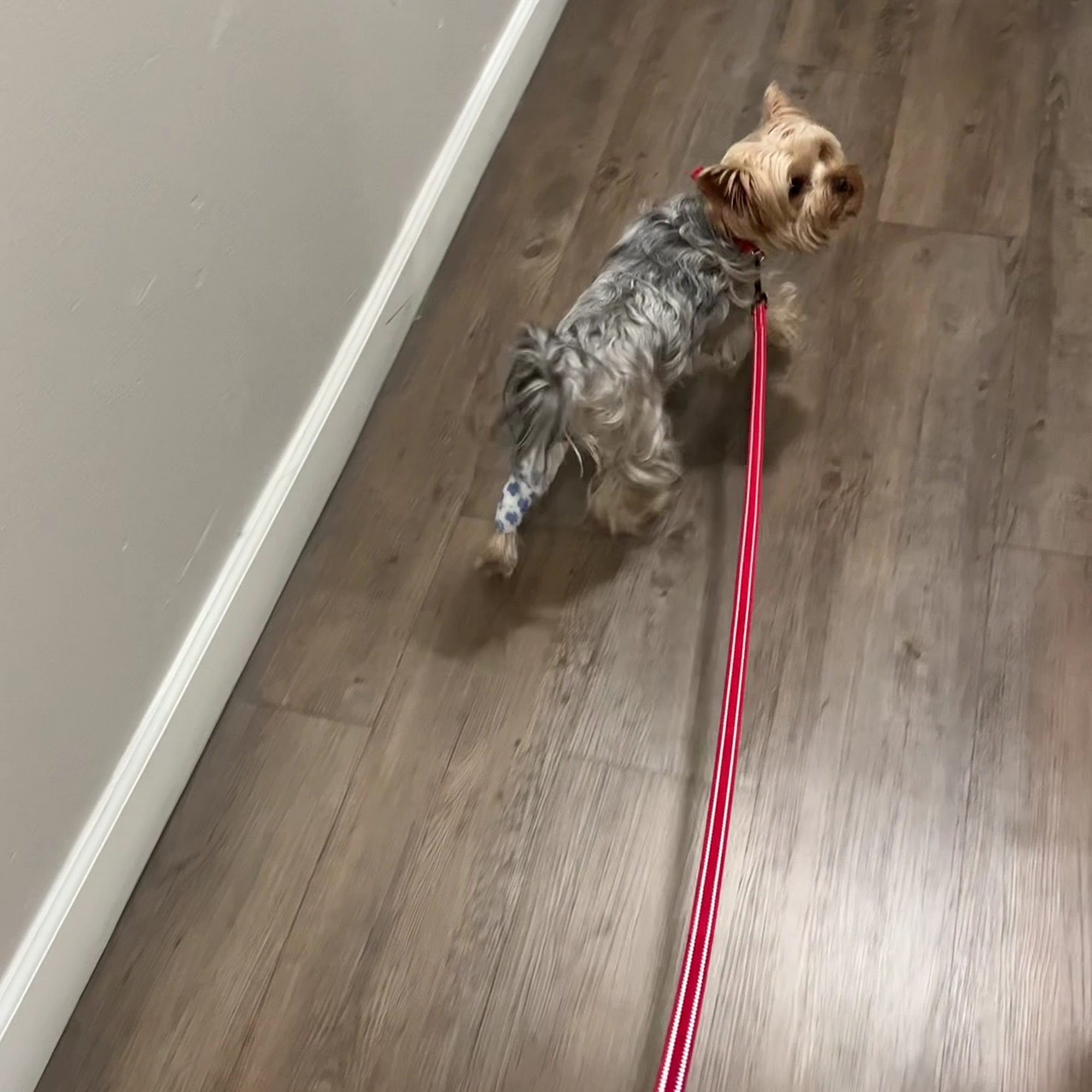 VIP Veterinary Services Santa Clarita