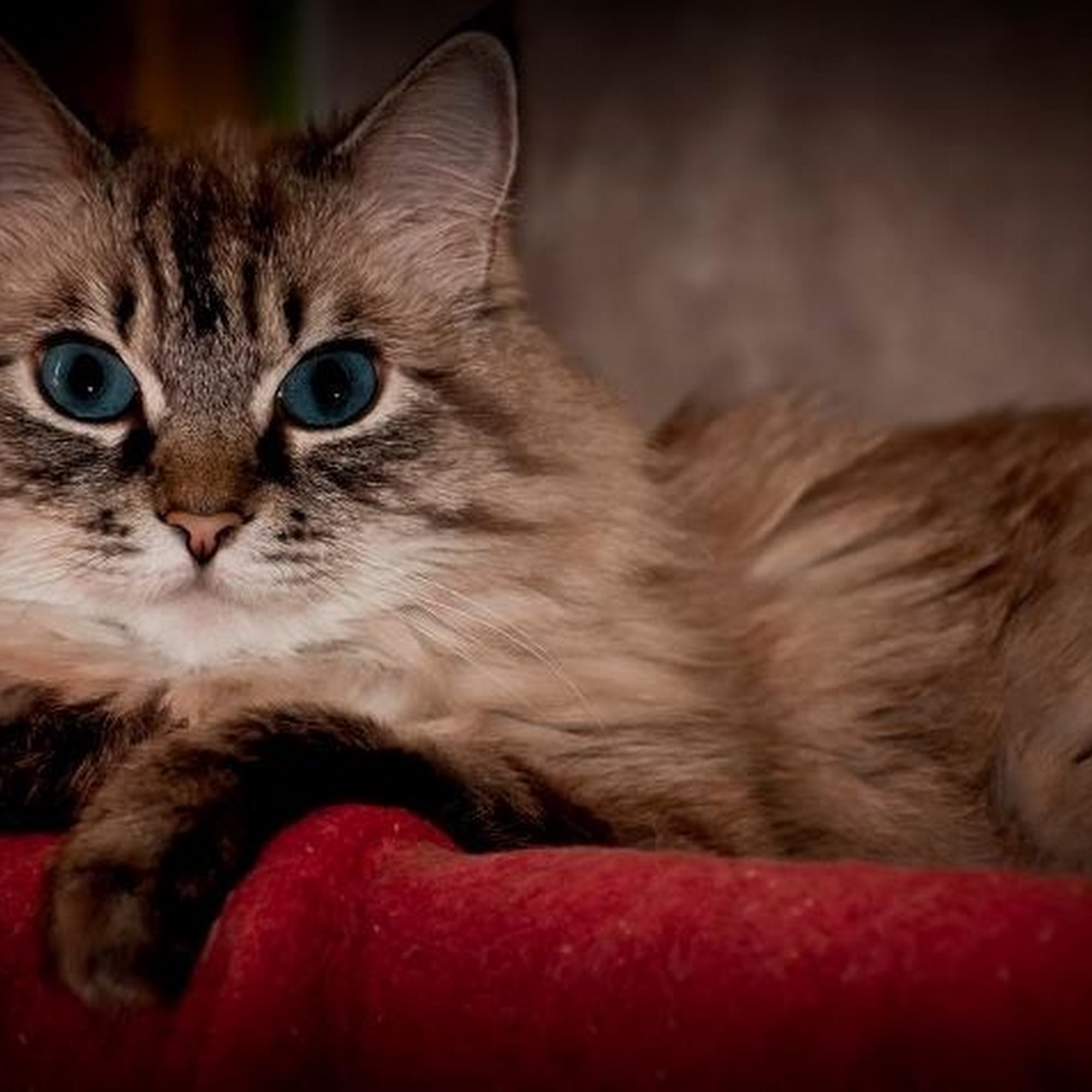 The Cat Doctor & Friends Santa Clarita