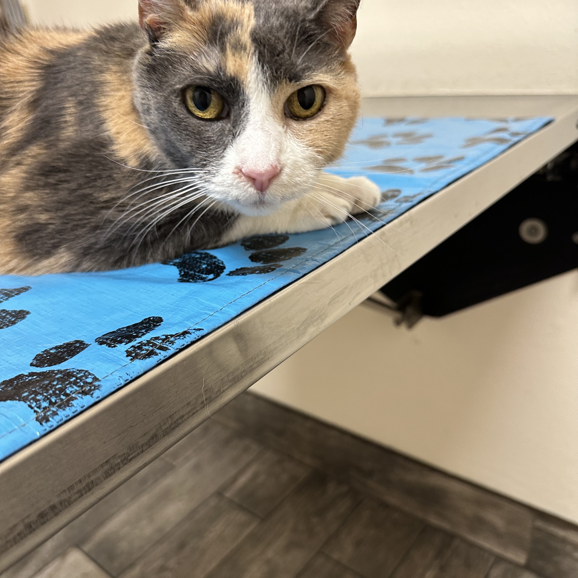 Little Paws Dog & Cat Hospital Santa Clarita