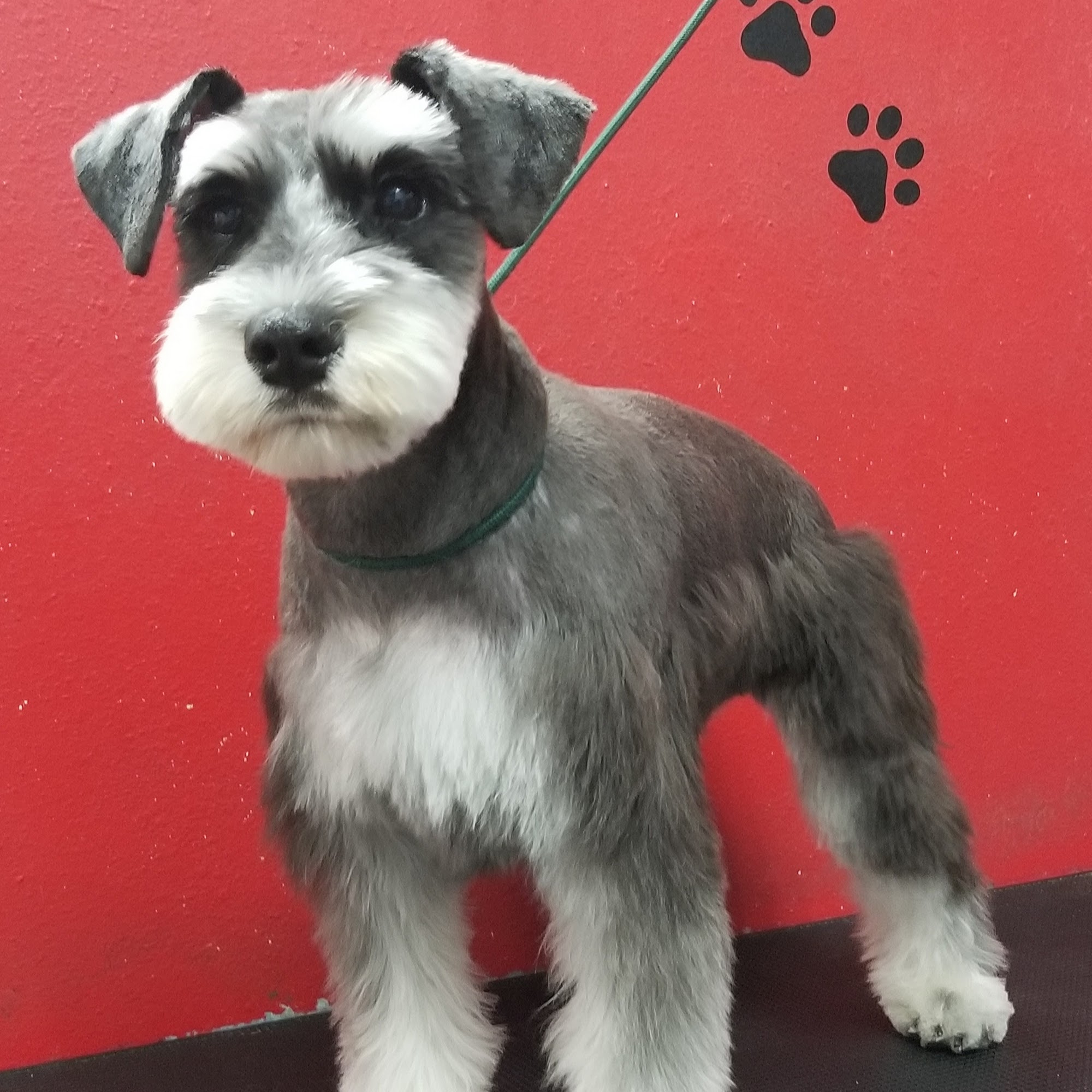 Puppy Boutique Santa Clarita