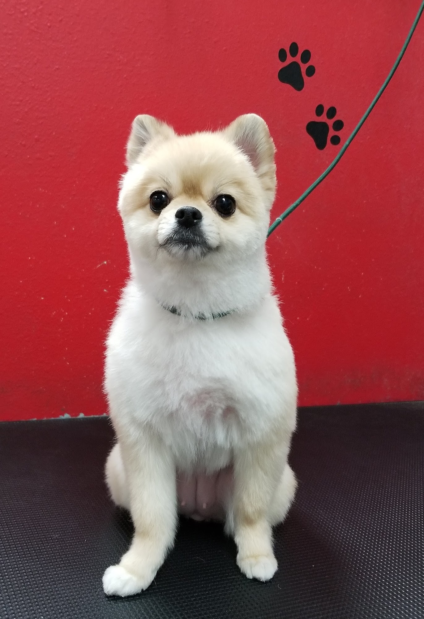 Puppy Boutique Santa Clarita