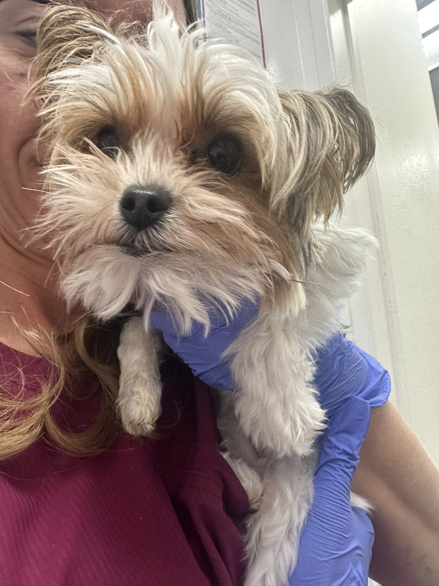 Sierra Veterinary Clinic Santa Clarita
