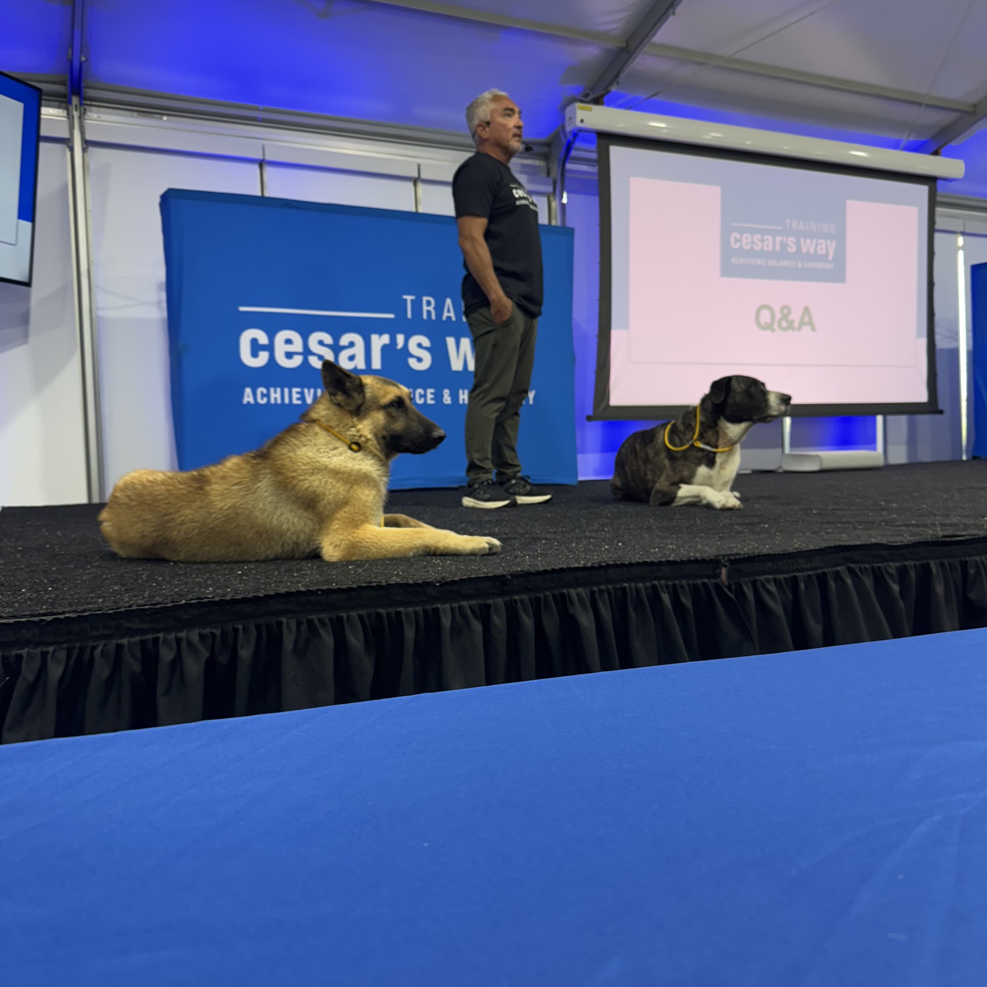 Cesar Millan's Dog Psychology Center Santa Clarita