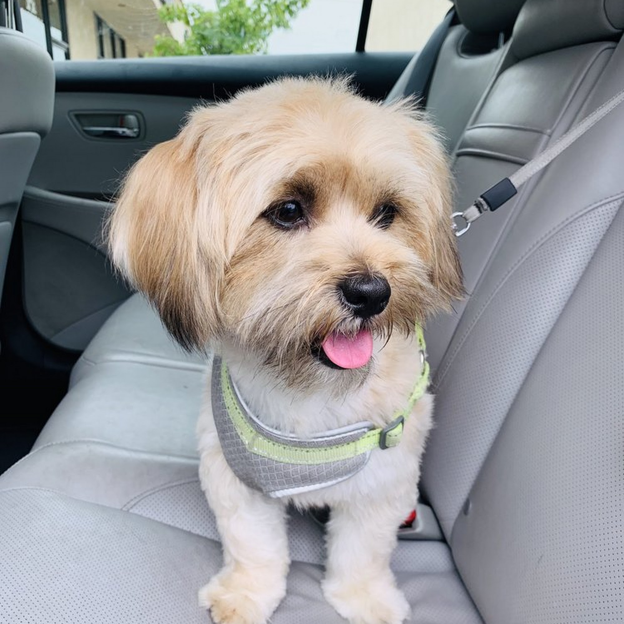 Paws and Tails Grooming Santa Clarita