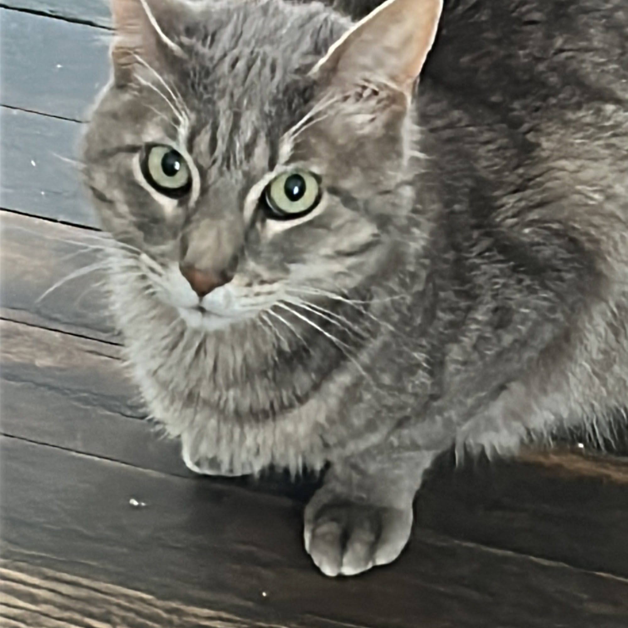 Adobe Animal Hospital of Soquel Santa Cruz