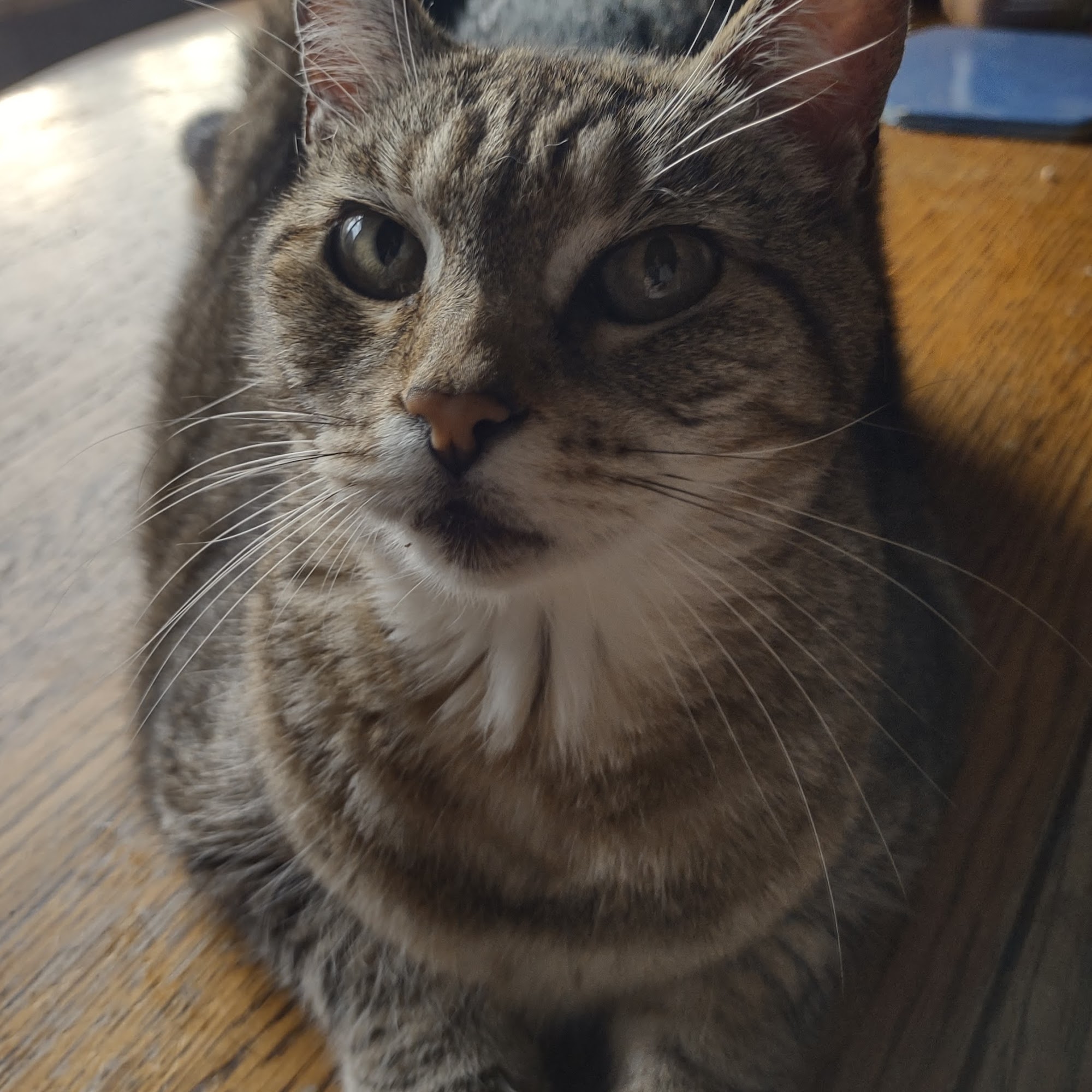 Ark Animal Hospital Santa Cruz