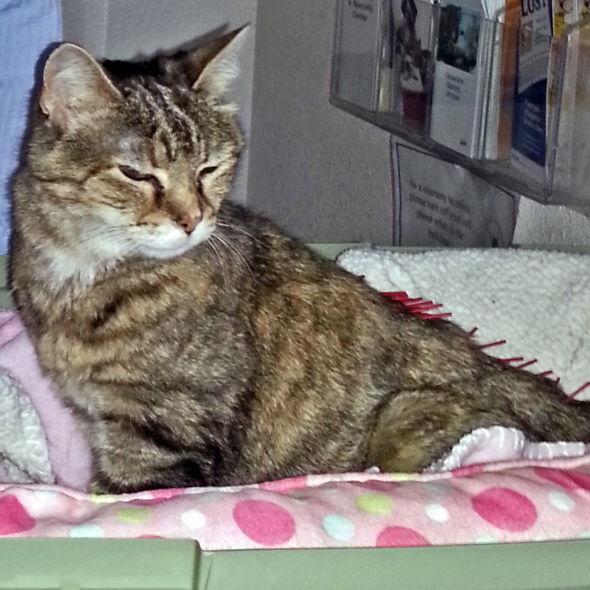 Dr. Maria Kuty Housecall Veterinarian Santa Cruz