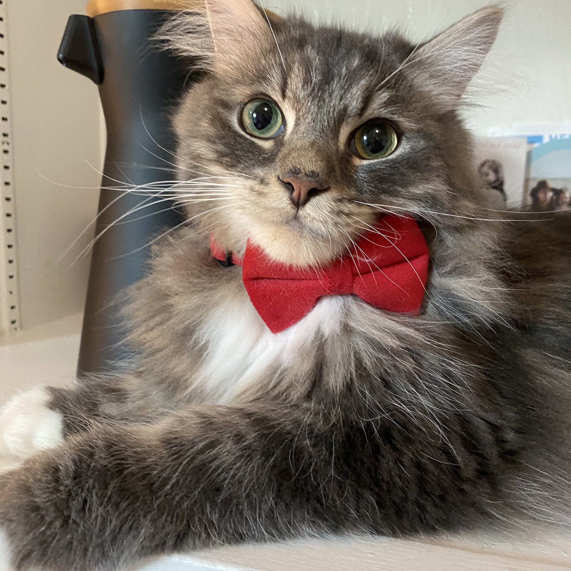 Gustin - Van Every Mobile Veterinary Medicine 226 Calcita Dr, Santa Cruz California 95060