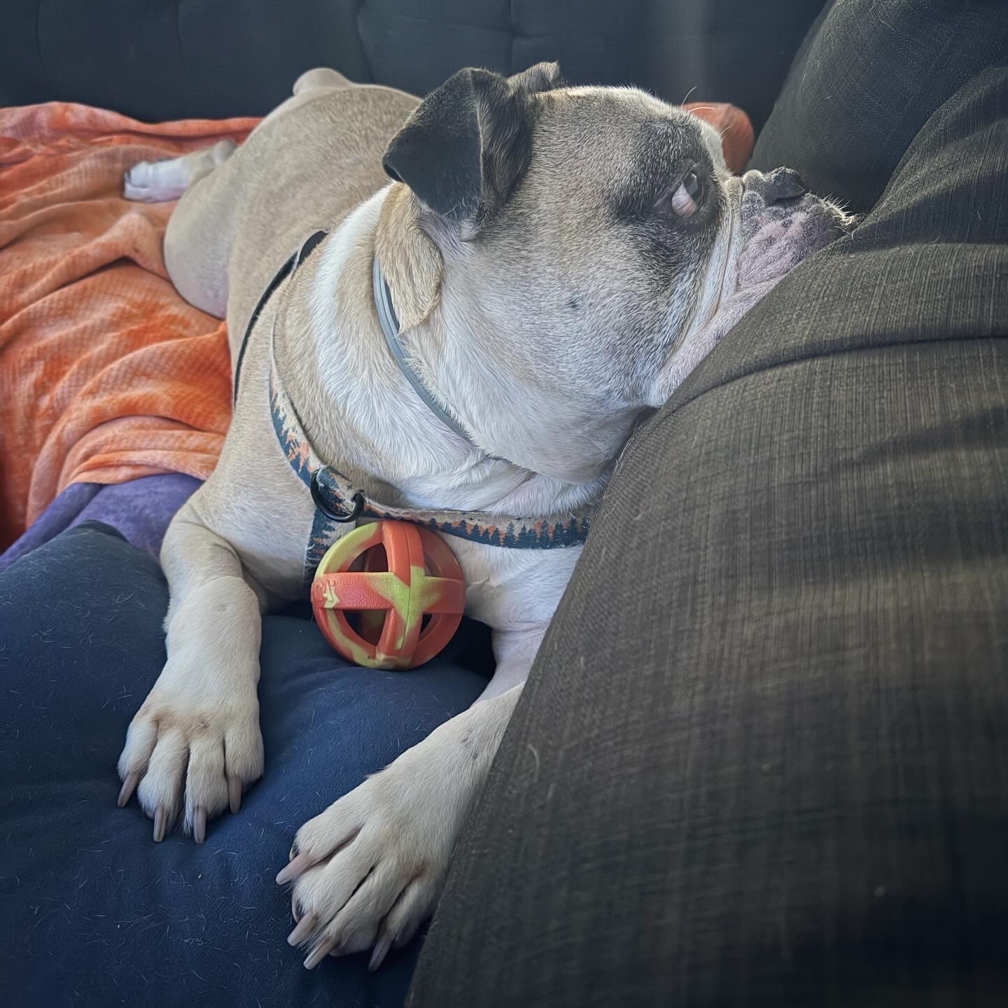 Pacific and Santa Cruz Veterinary Specialists Santa Cruz