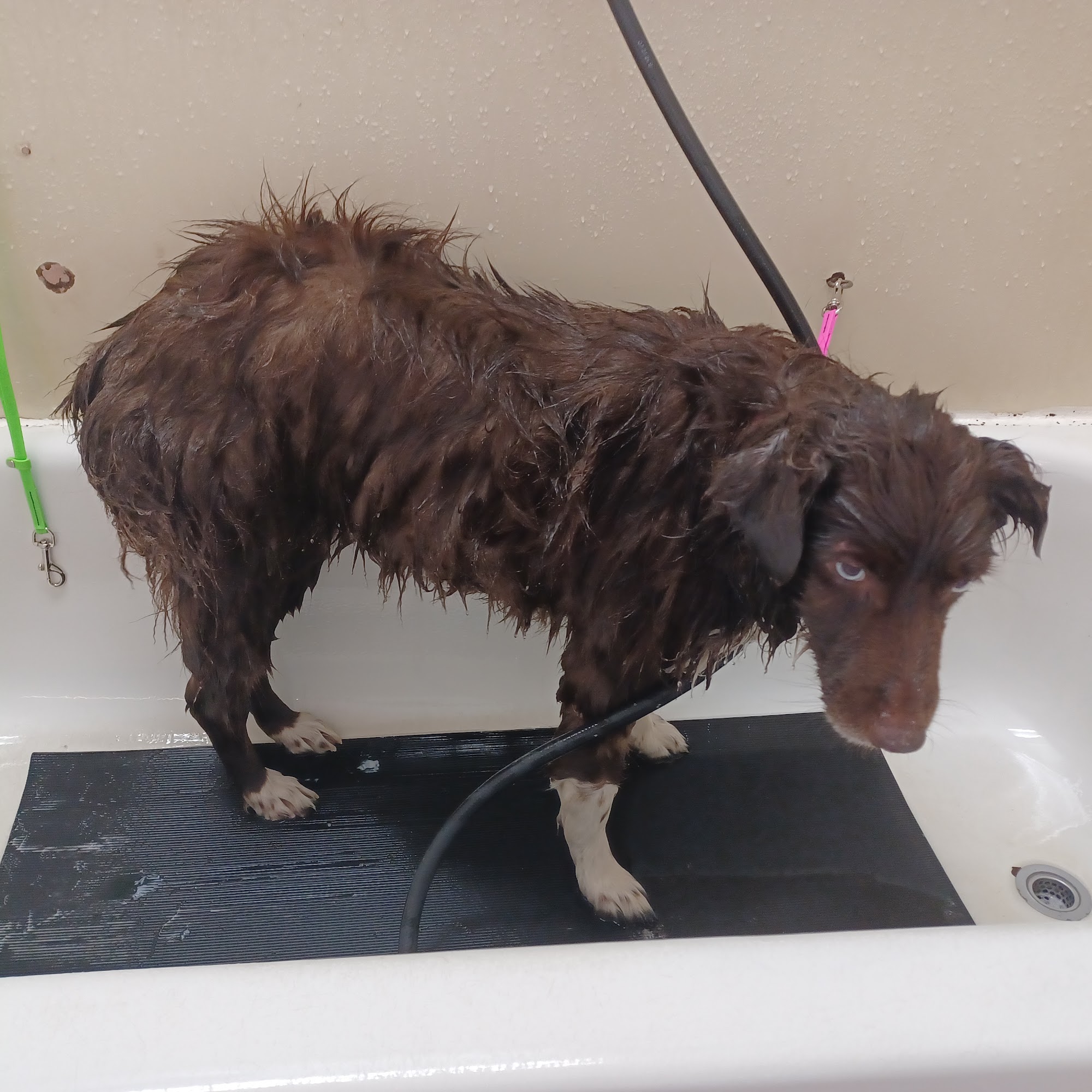 Shampoochez Dog Wash Santa Cruz