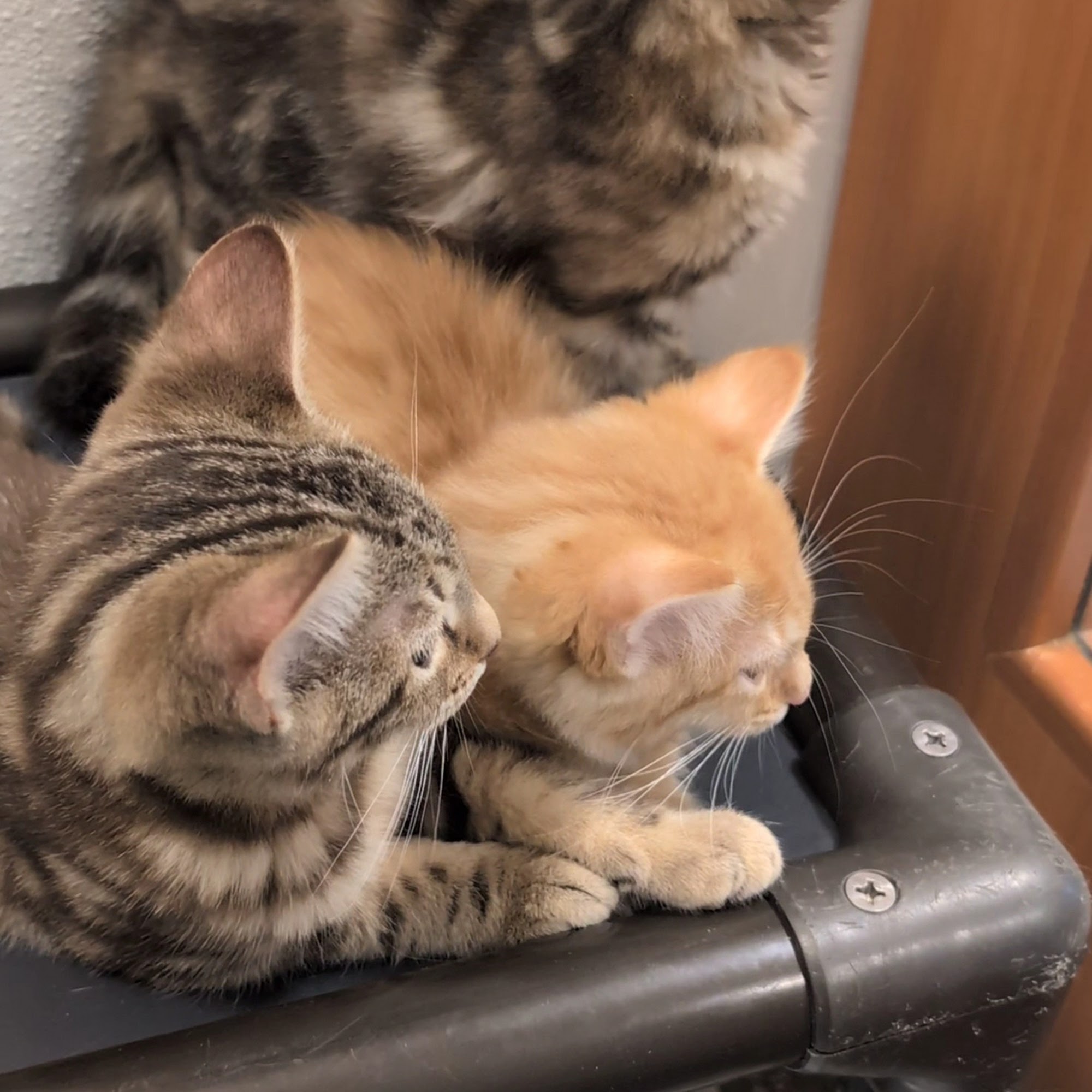 Santa Cruz County Animal Shelter Santa Cruz