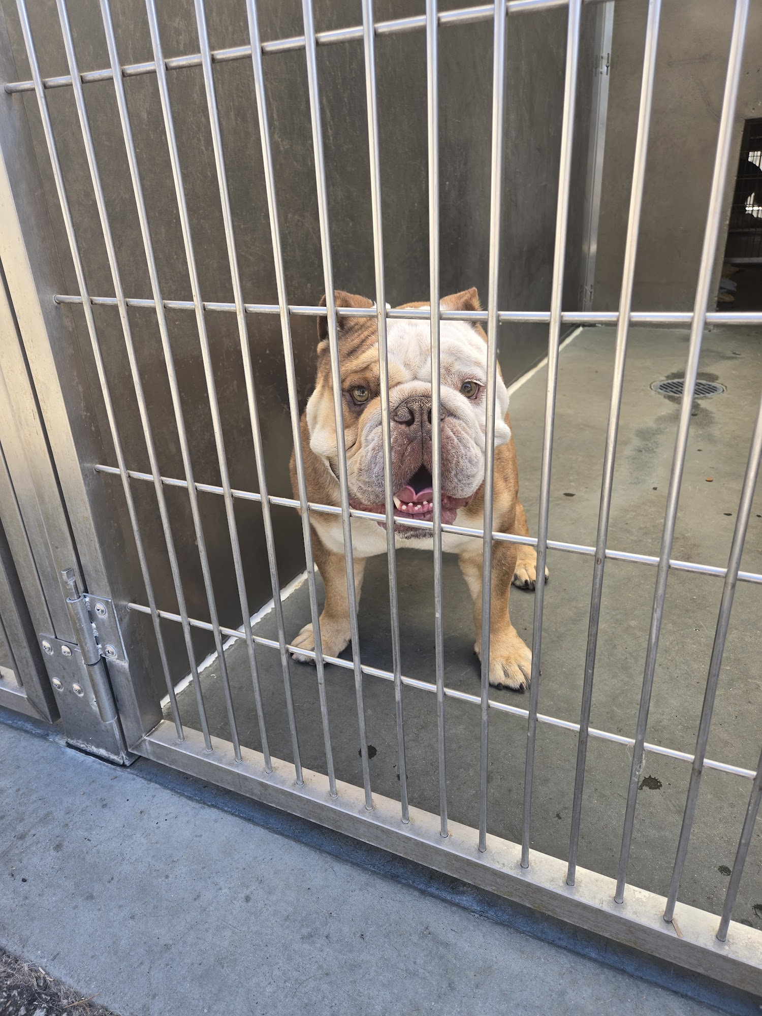 Santa Cruz County Animal Shelter Santa Cruz