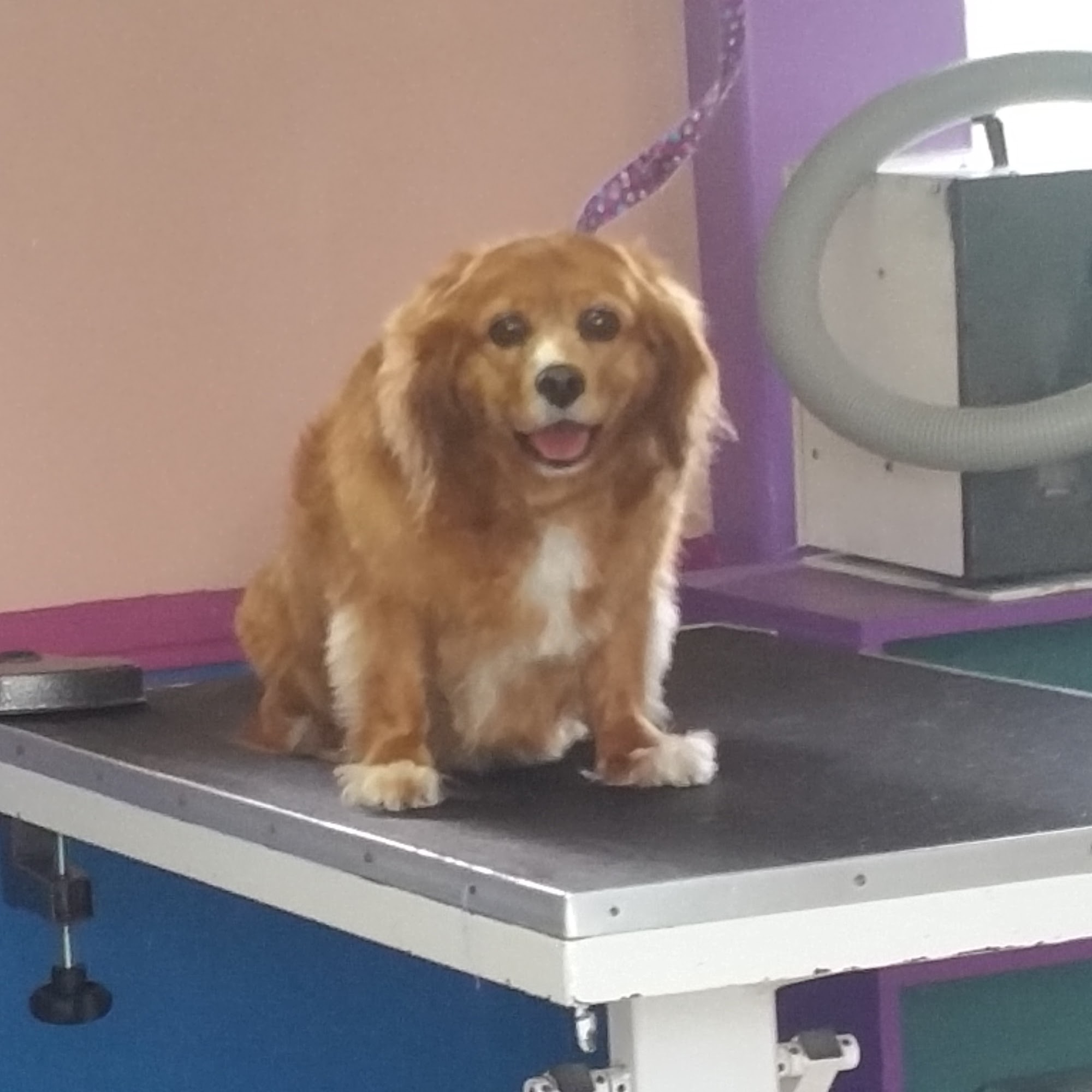 Animal House Grooming Santa Cruz