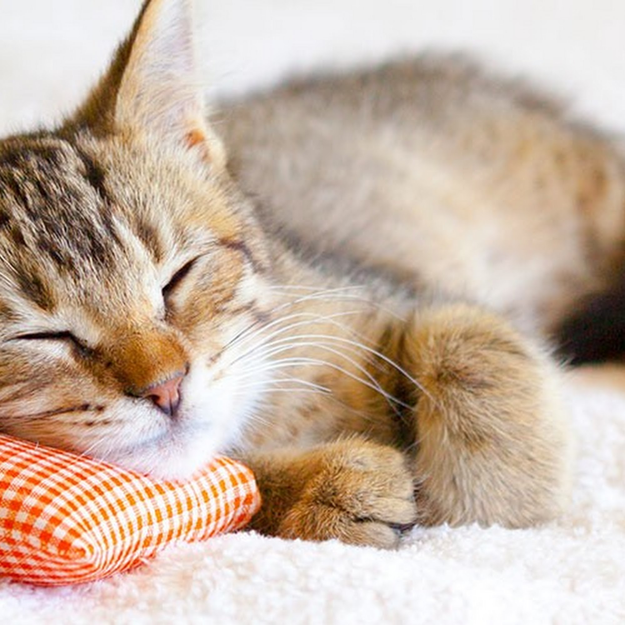 Catnip Cathouse Santa Cruz