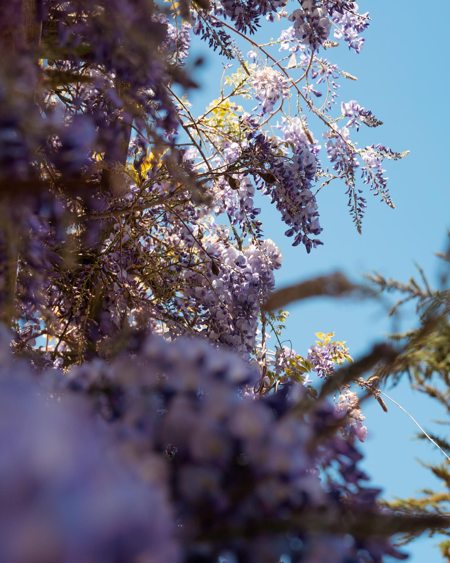 Shrine Coffee Santa Cruz