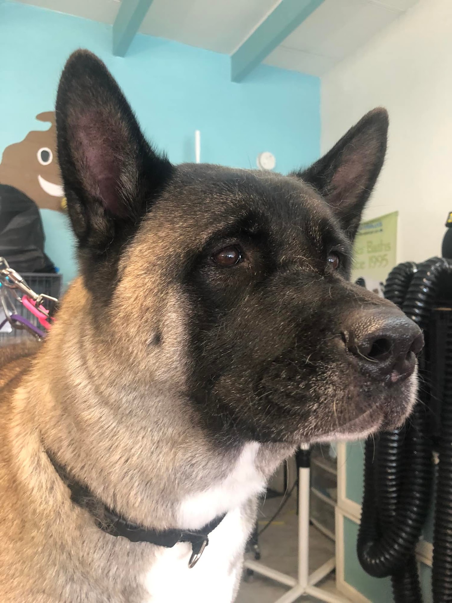 Who's Your Groomer Santa Cruz