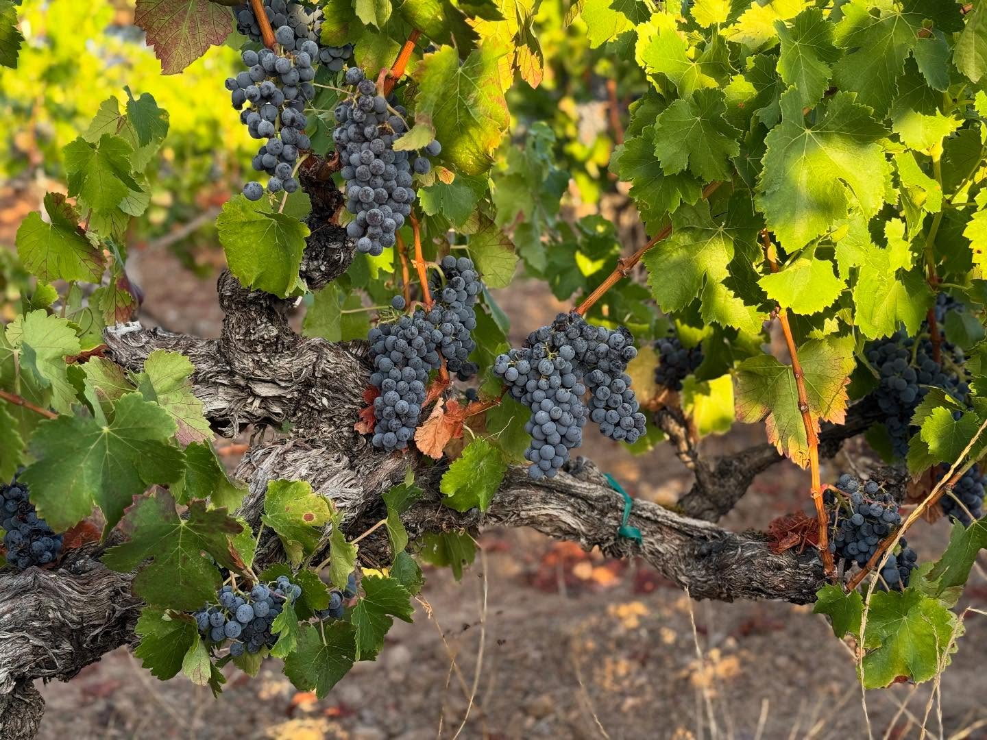 Birichino Winery Tasting Room Santa Cruz