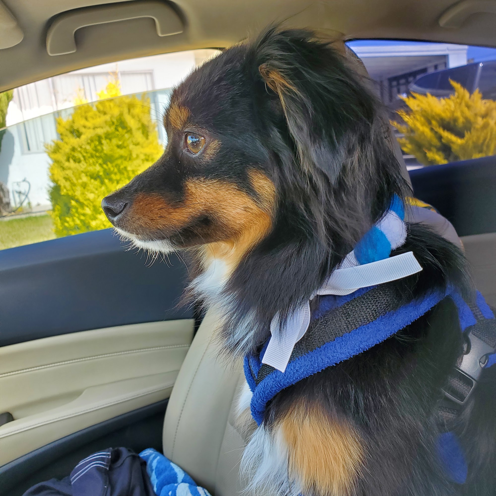 aunties pet grooming Santa Cruz