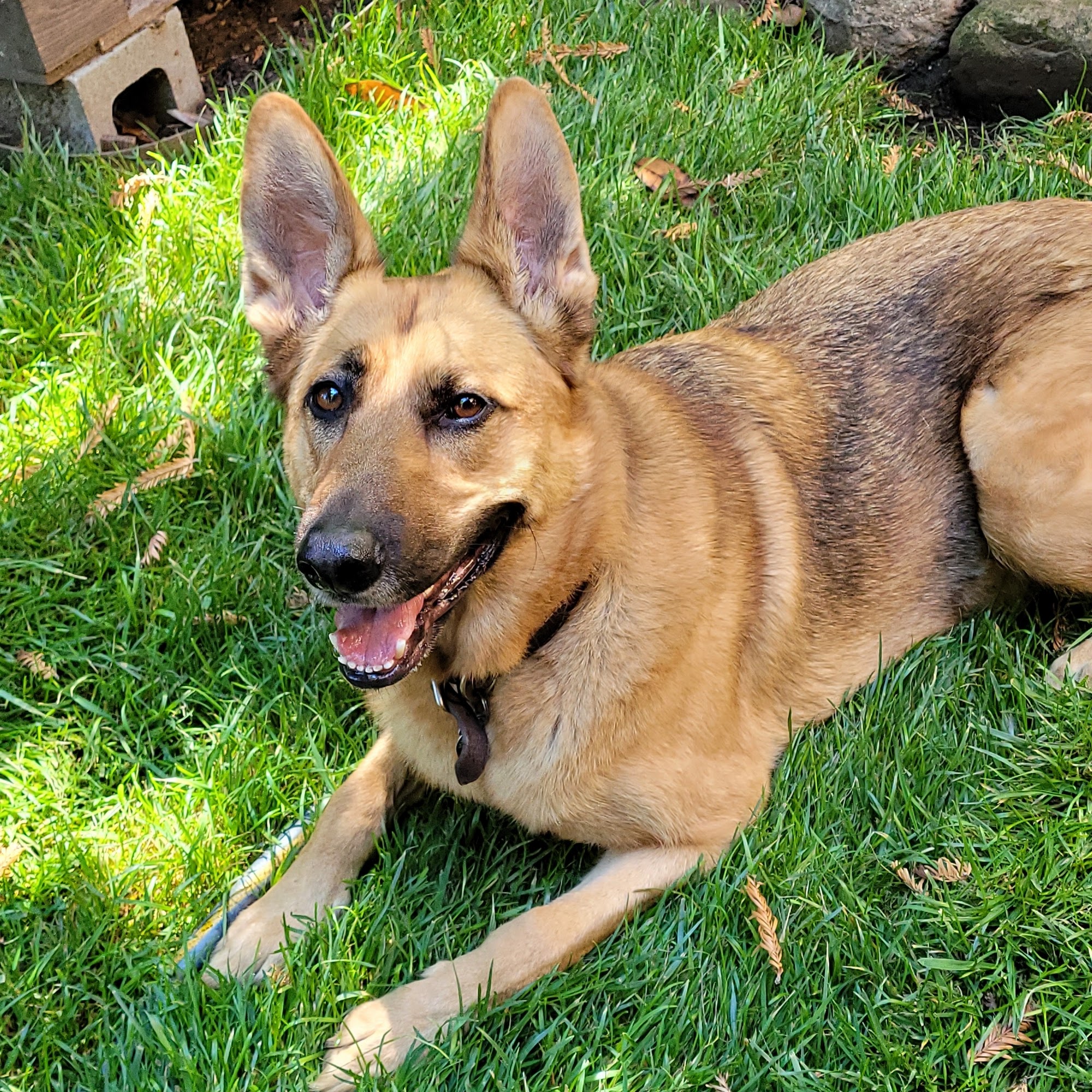 Roussopoulos Gary L DVM Santa Cruz