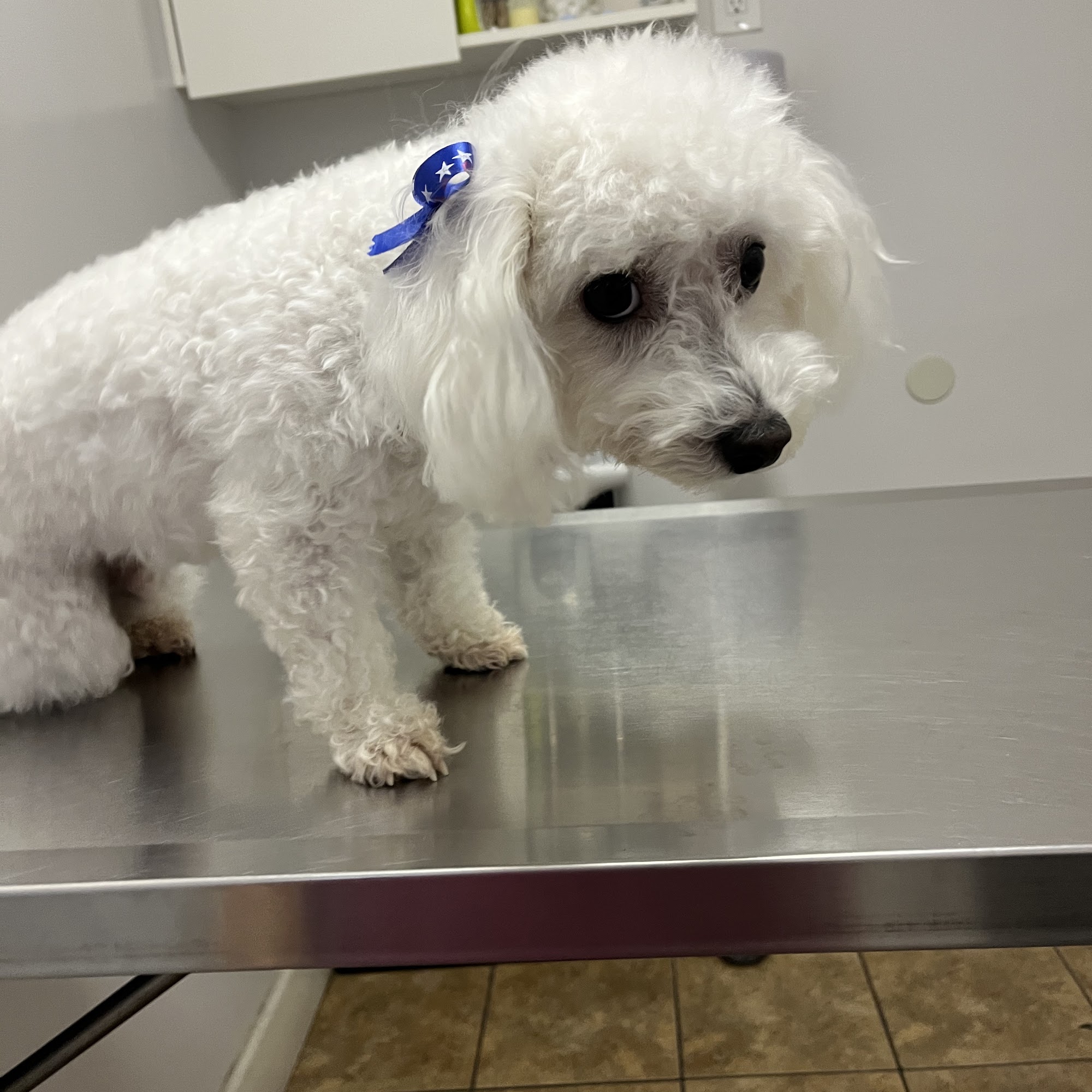 Animal Hospital Santa Fe Santa Fe Springs