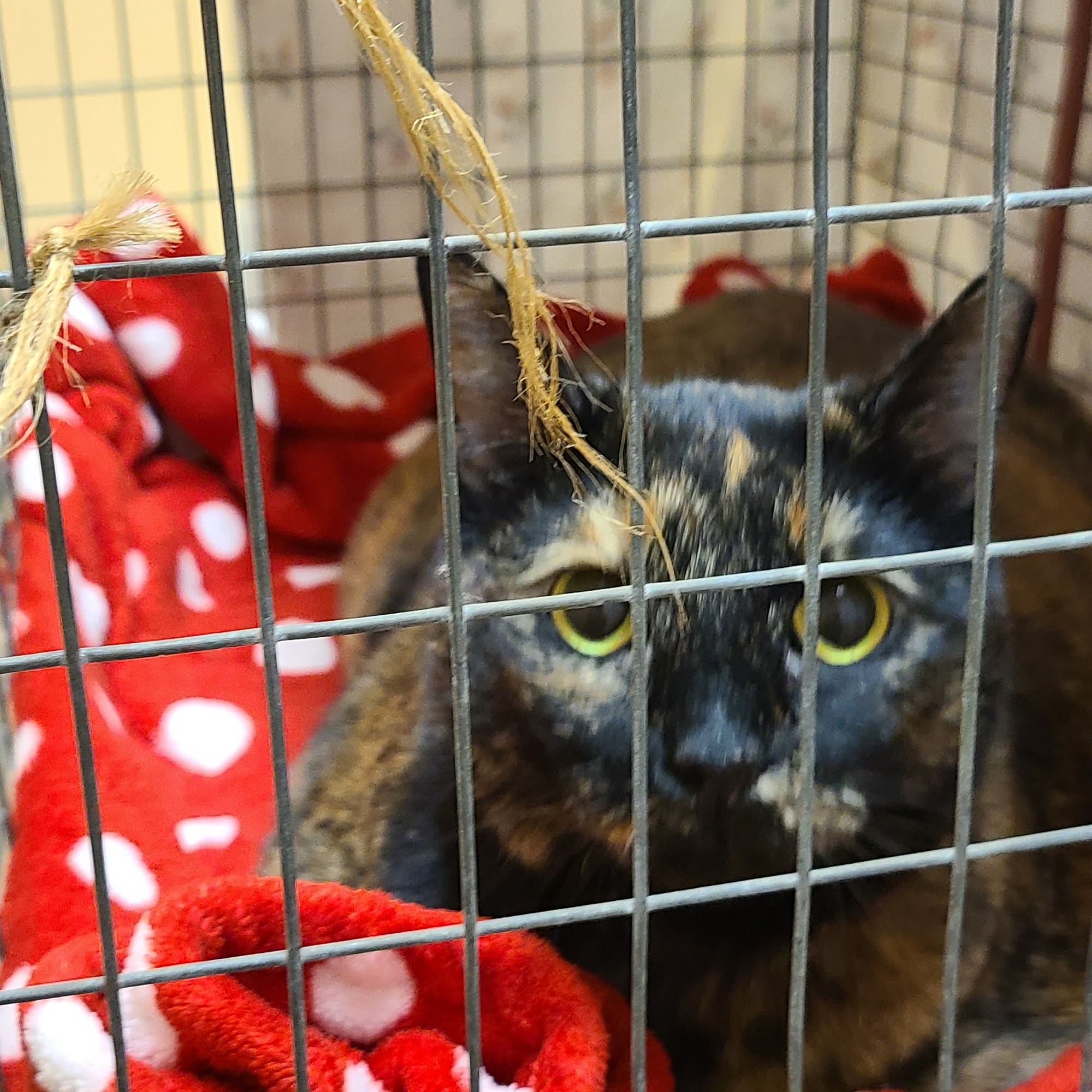 Evergreen Animal Clinic Santa Maria