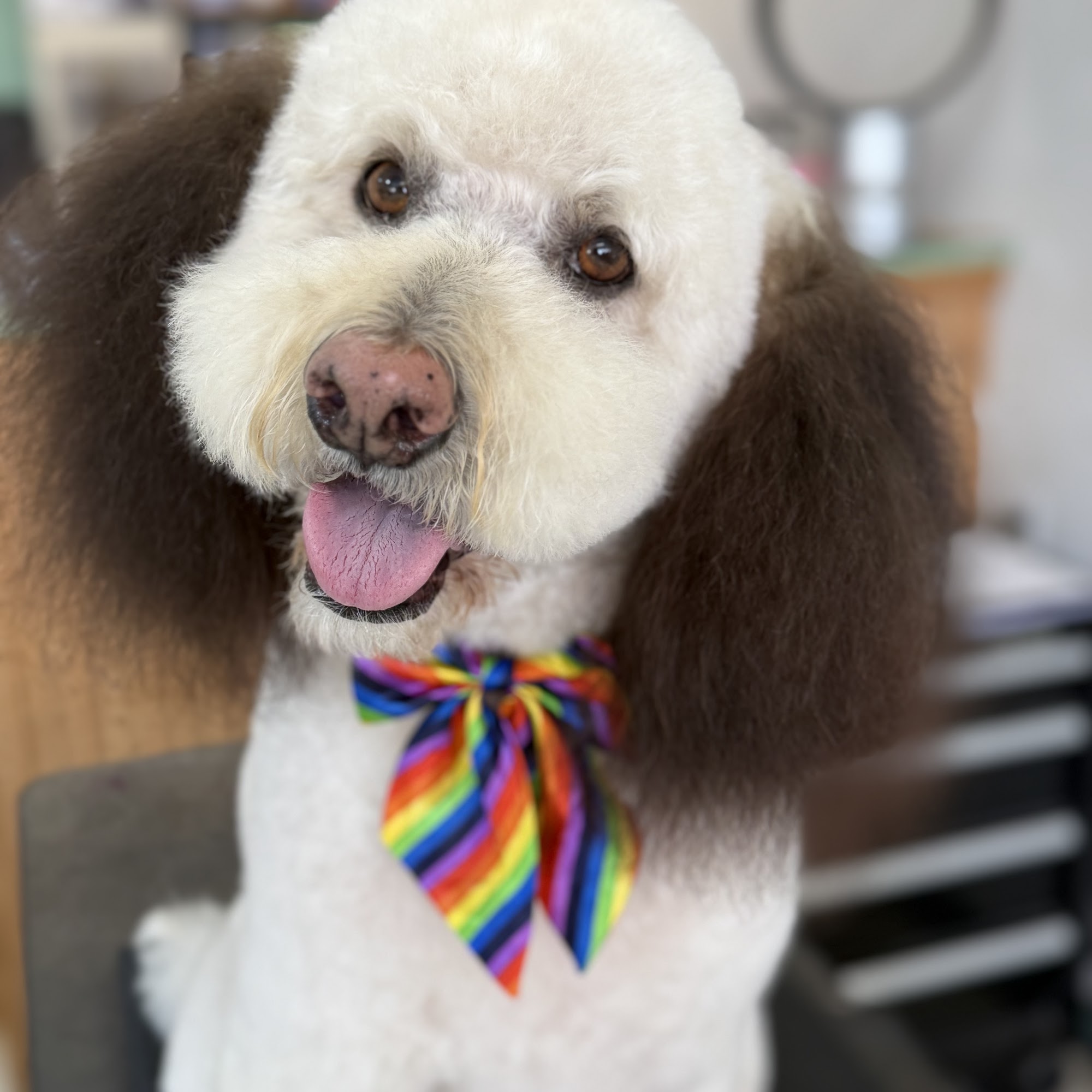 Doggie Parlour Santa Maria