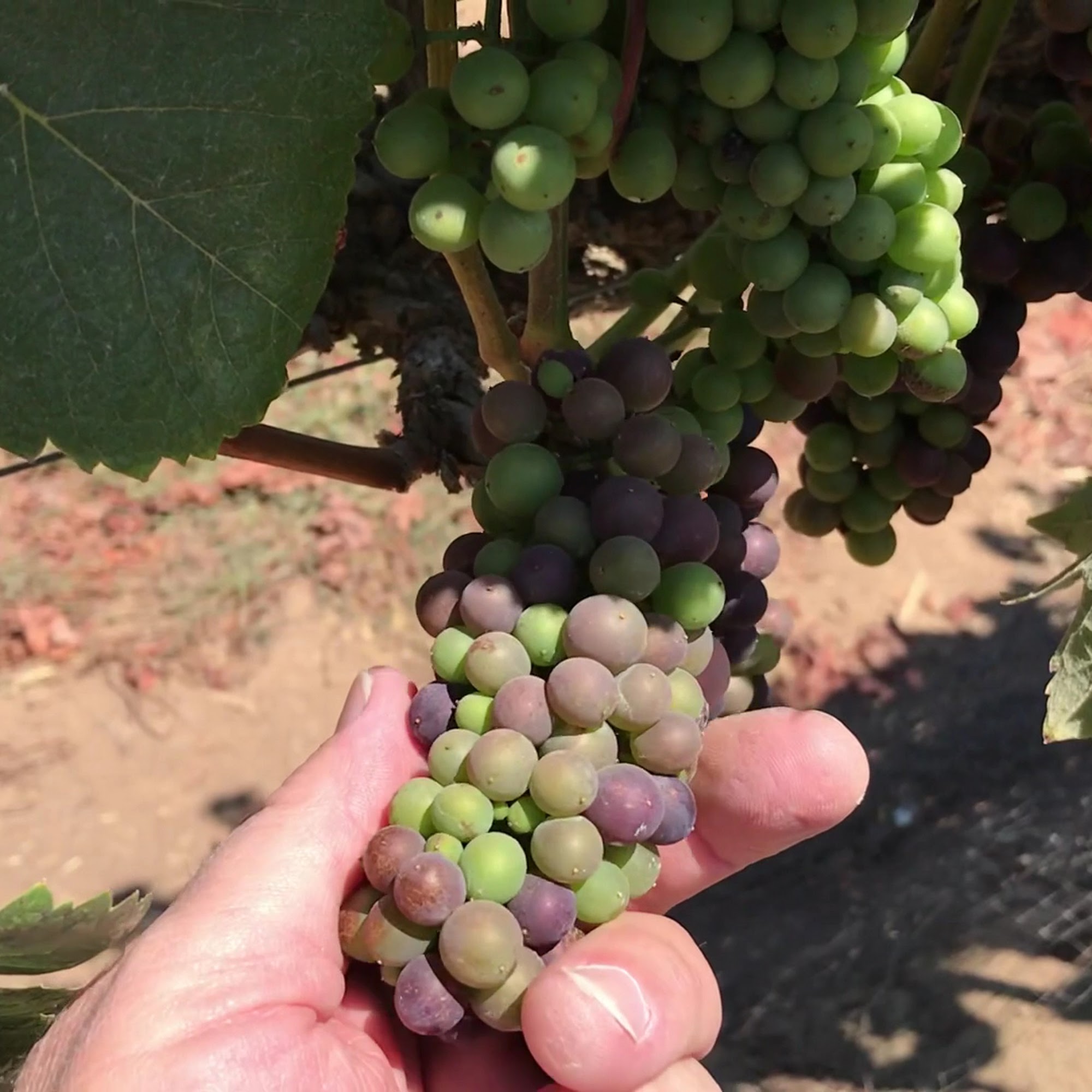 Costa de Oro Winery Santa Maria