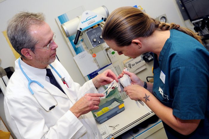 VCA Wilshire Animal Hospital Santa Monica