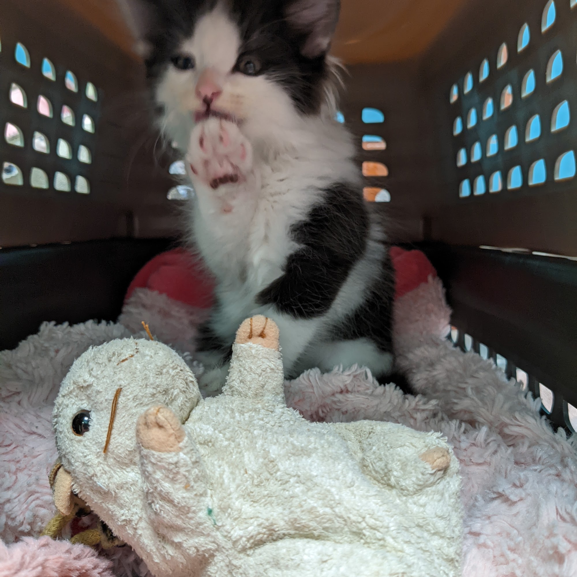 Santa Monica Veterinary Group Santa Monica