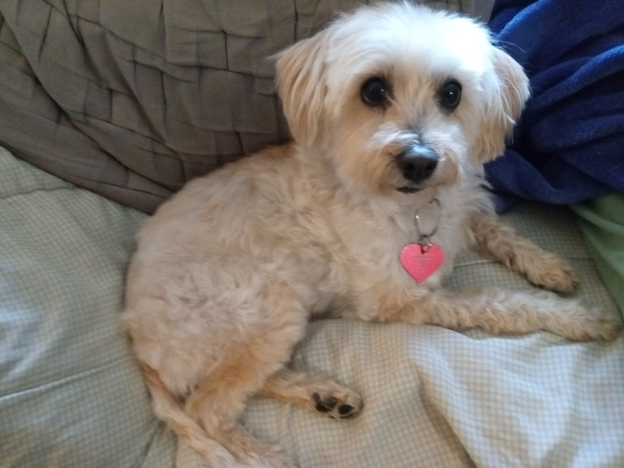 L.A. Love & Leashes Santa Monica