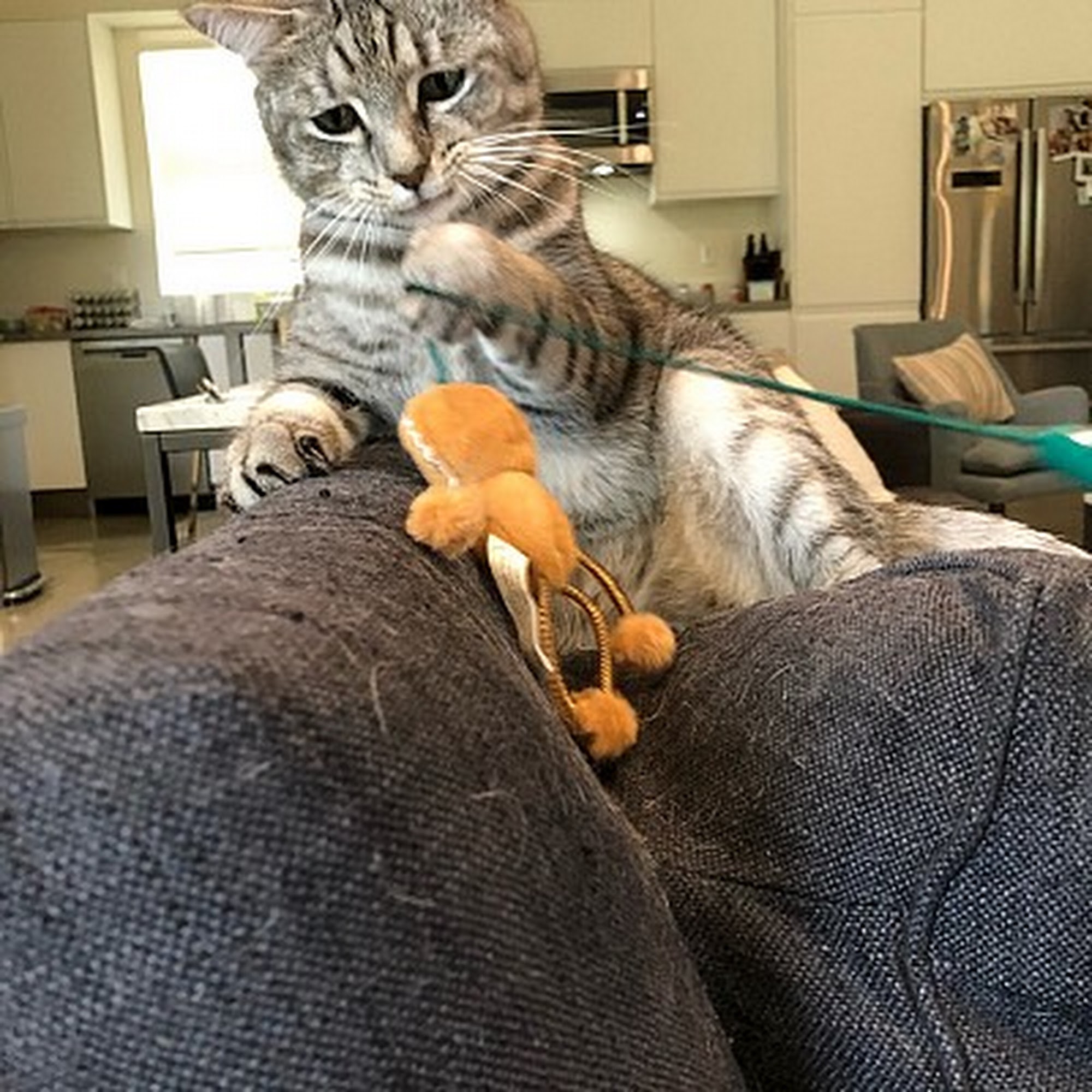 Fetch Pet Care West Los Angeles Santa Monica