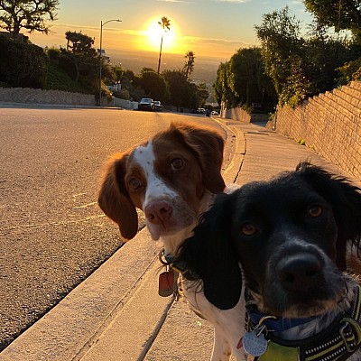 Fetch Pet Care West Los Angeles Santa Monica