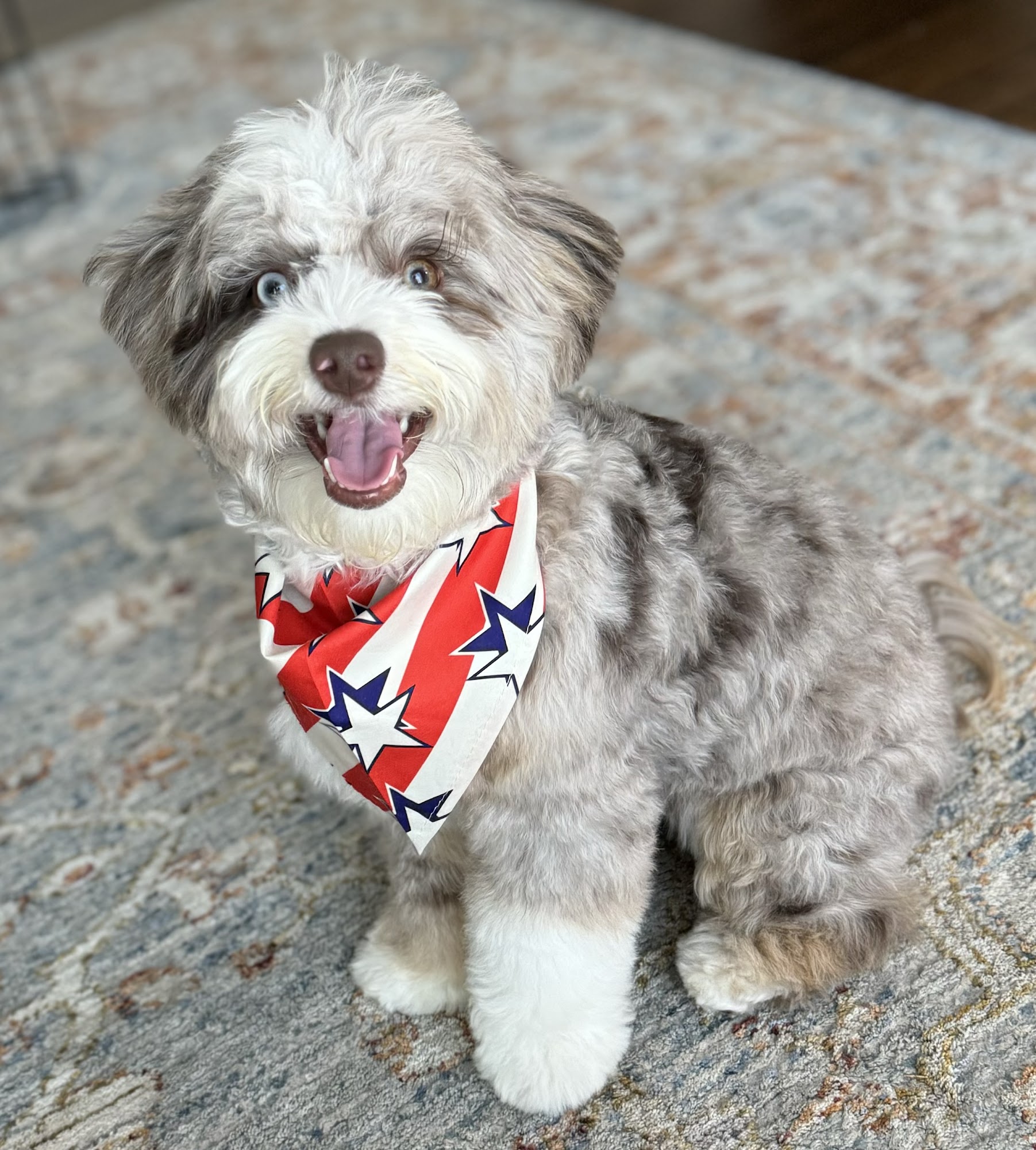 Yo Dawg Groom Spot Santa Monica