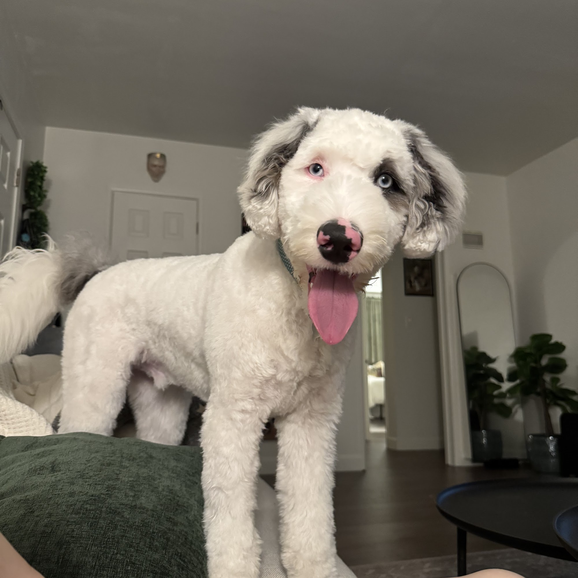 Yo Dawg Groom Spot Santa Monica