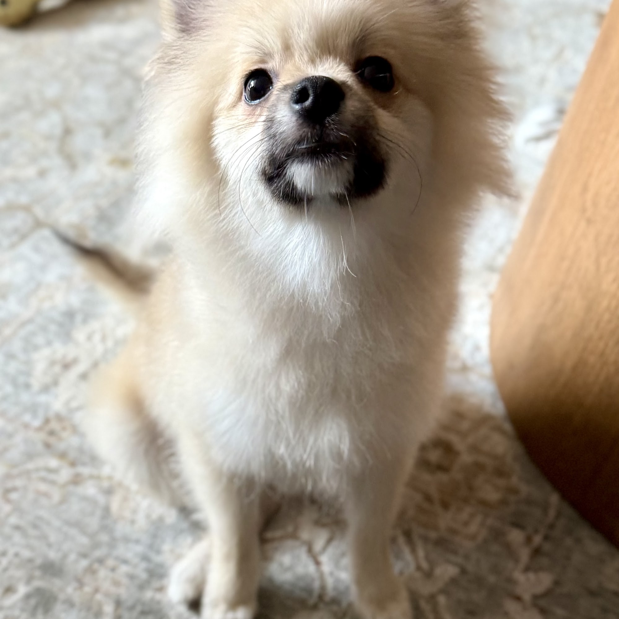 The Pet Affaire Santa Monica