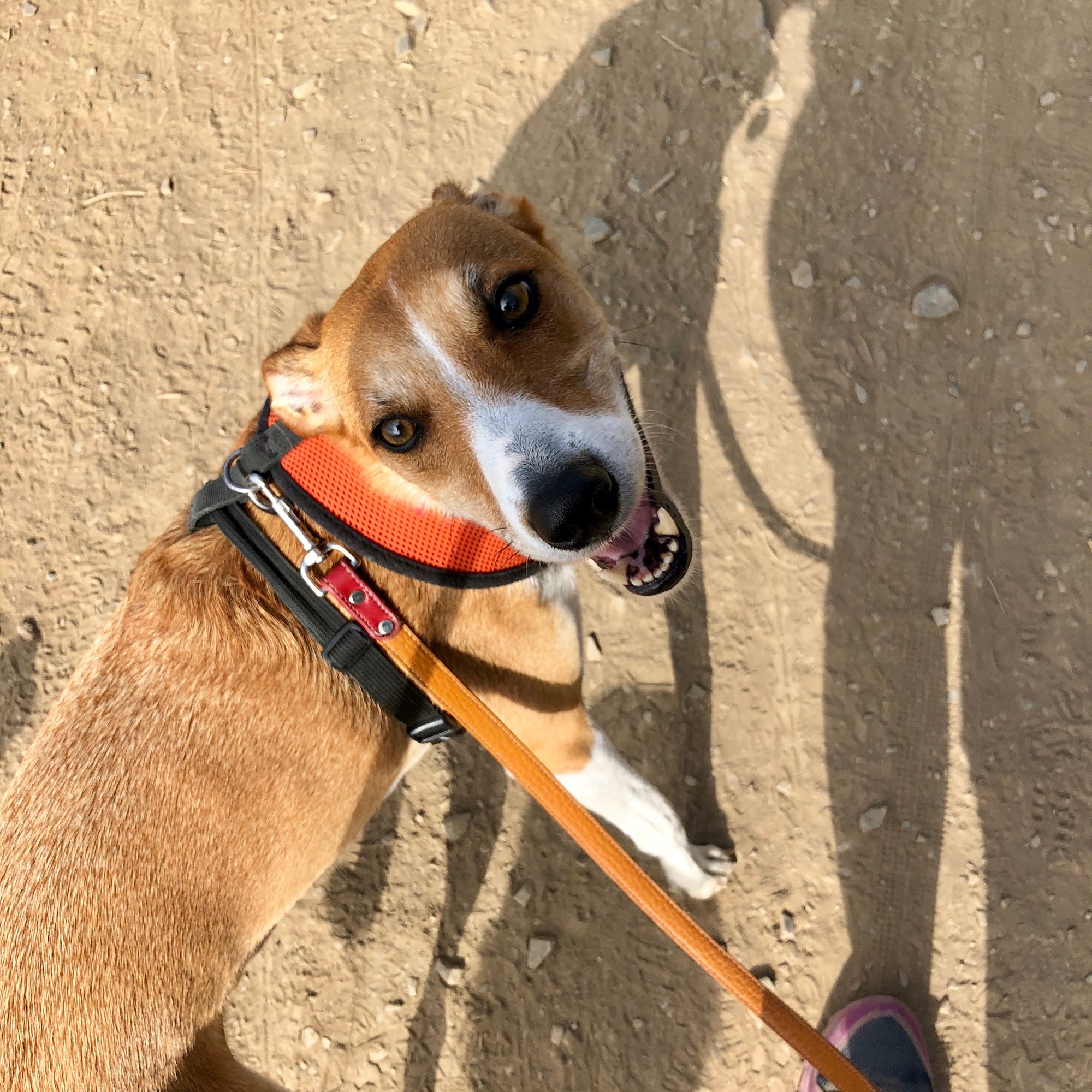 Doggie Bliss Santa Monica