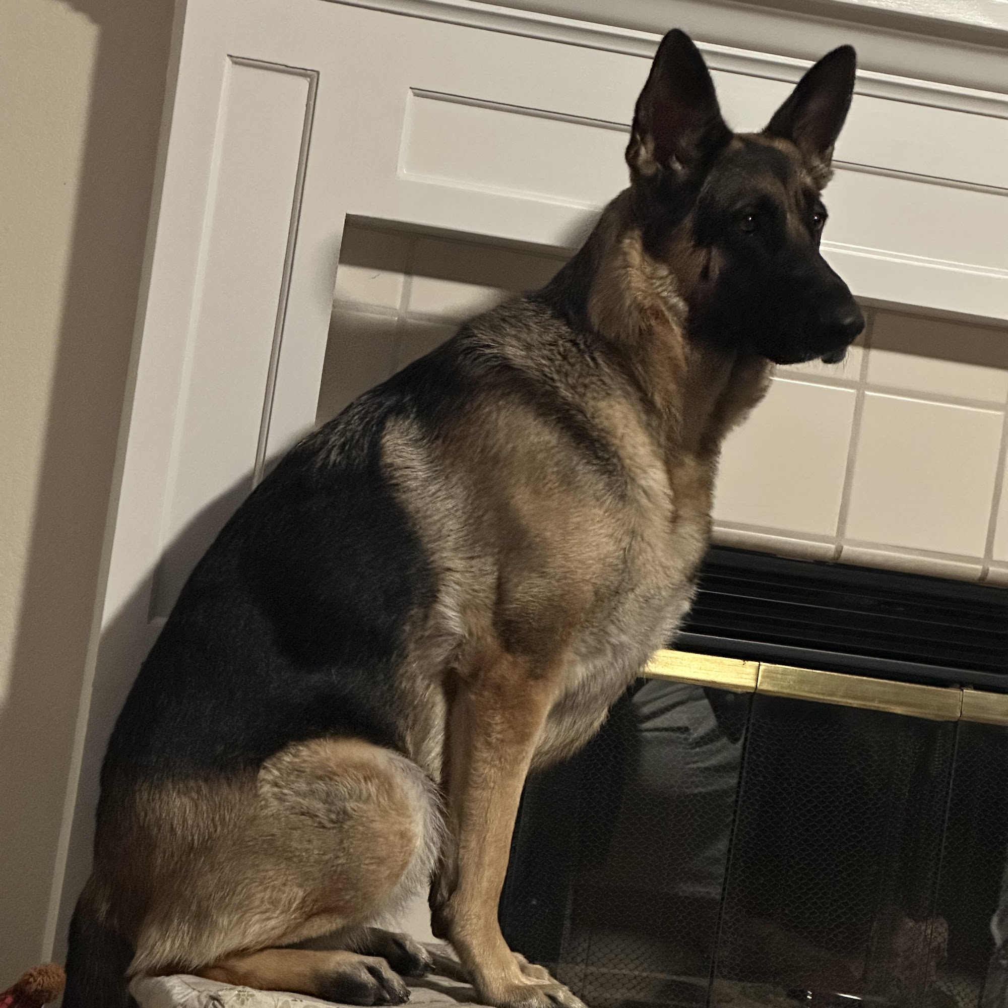 Alderbrook Pet Hospital Santa Rosa