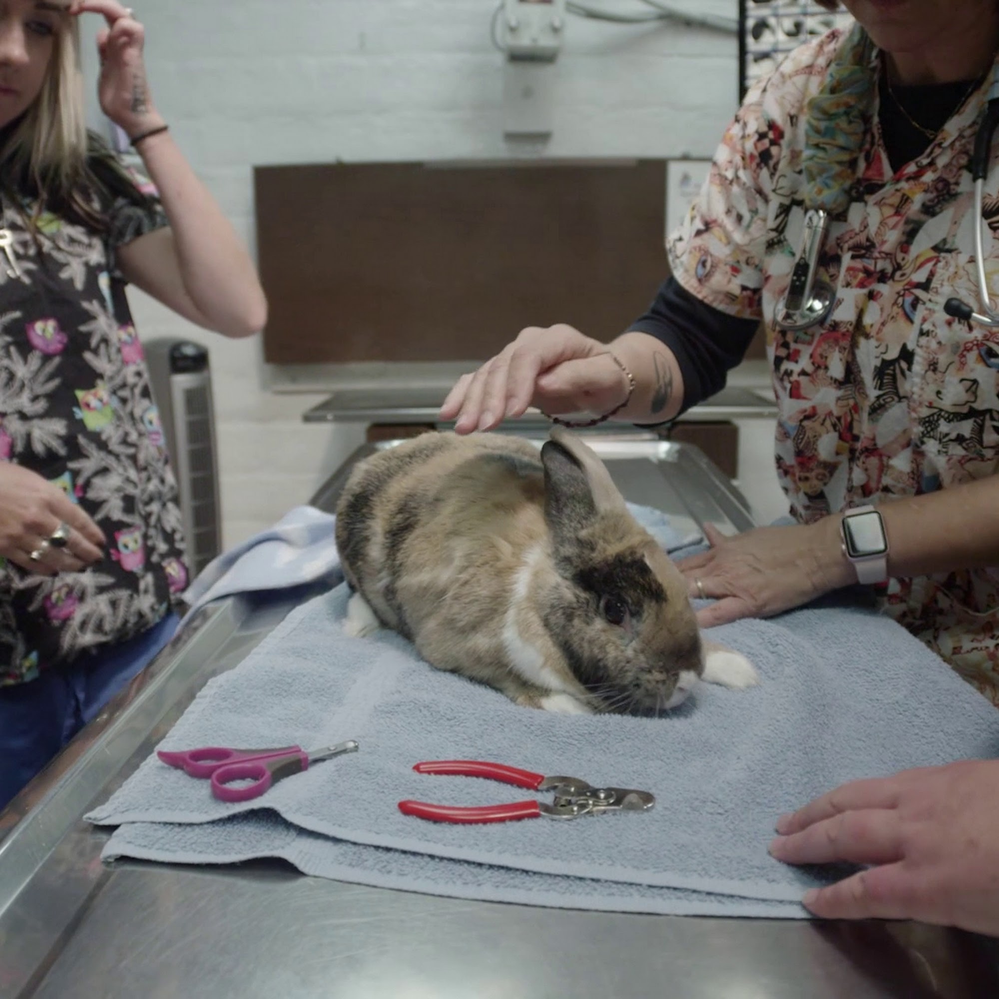 Wise & Wonderful Integrative Veterinary Center Santa Rosa