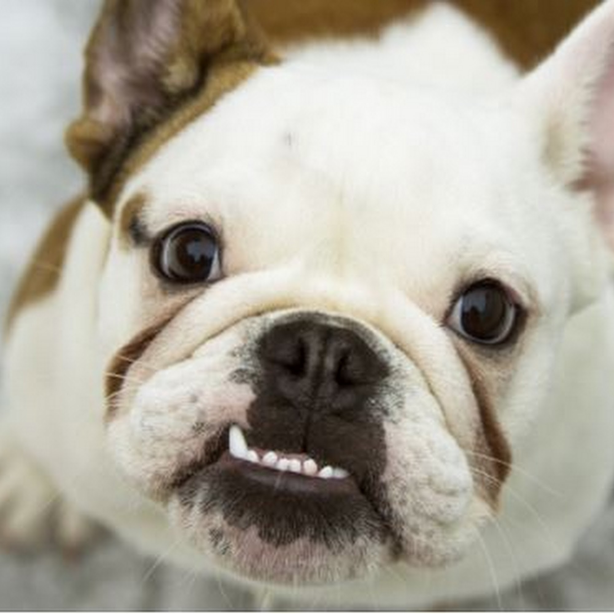 All Tails Wagging Veterinary Clinic Santa Rosa