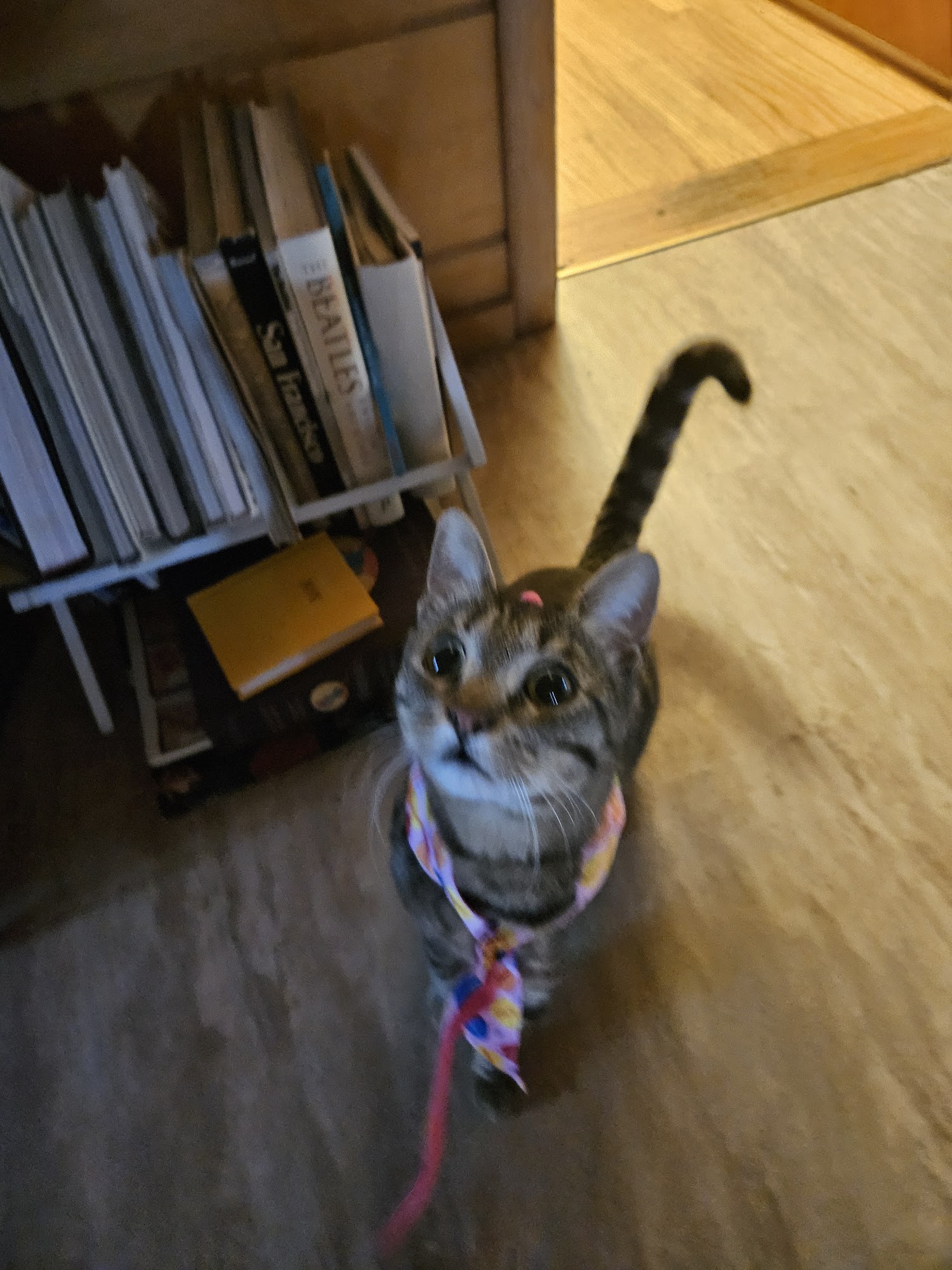 Montgomery Village Veterinary Clinic Santa Rosa