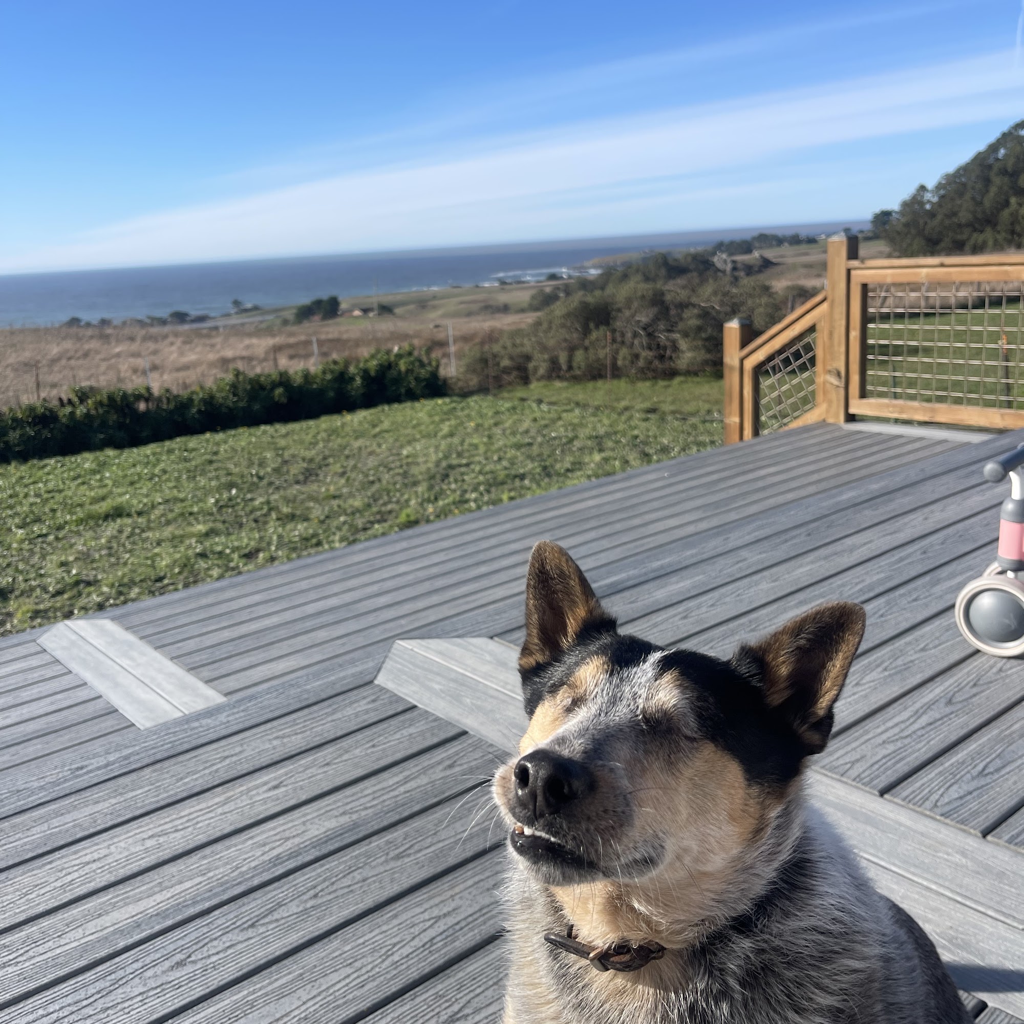 Eye Care for Animals - Santa Rosa Santa Rosa