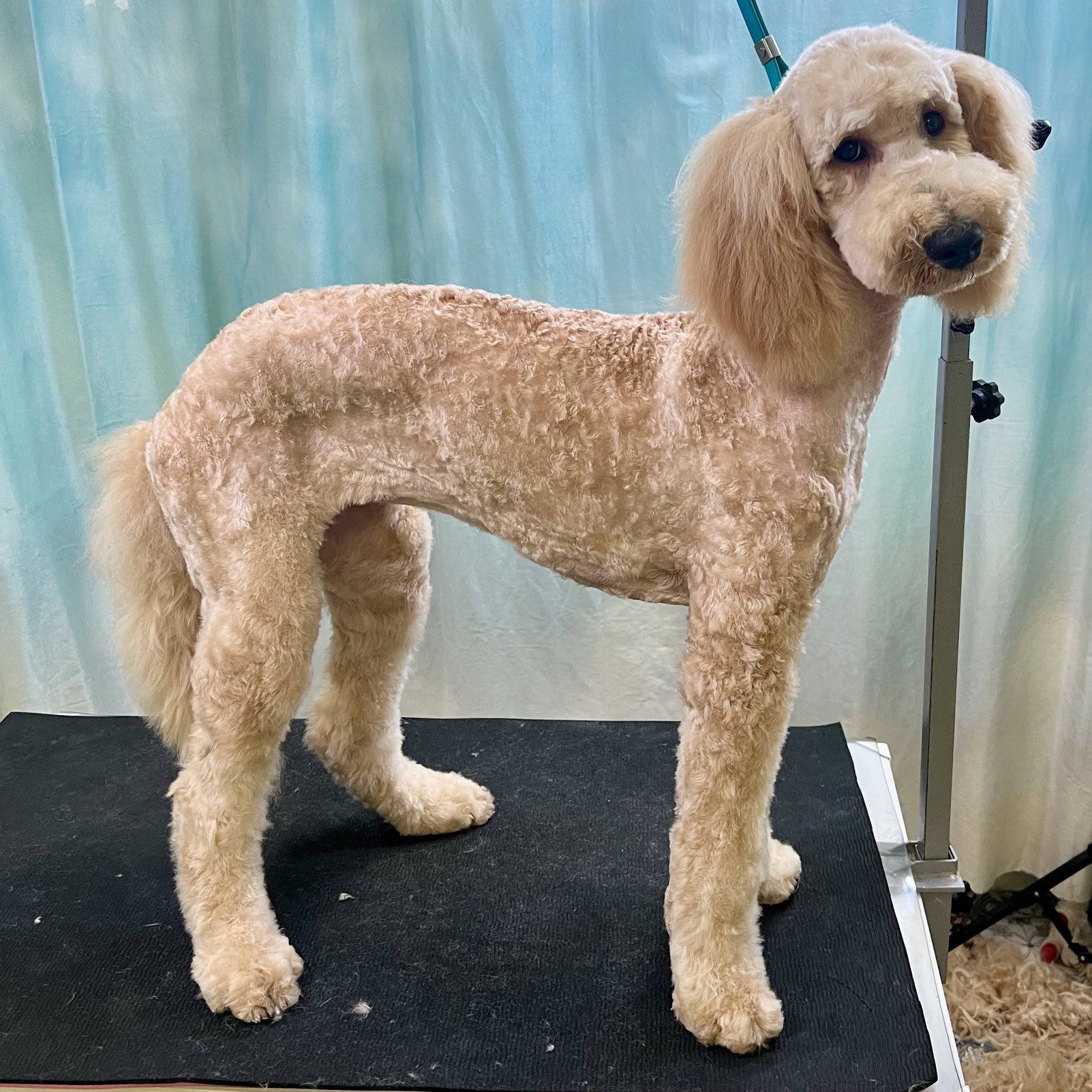 The Bark Side Santa Rosa