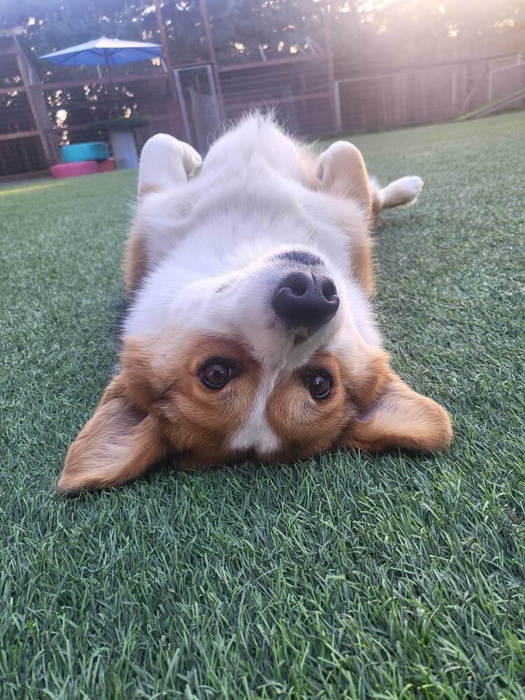 Olivet Kennel & Dog Training Santa Rosa