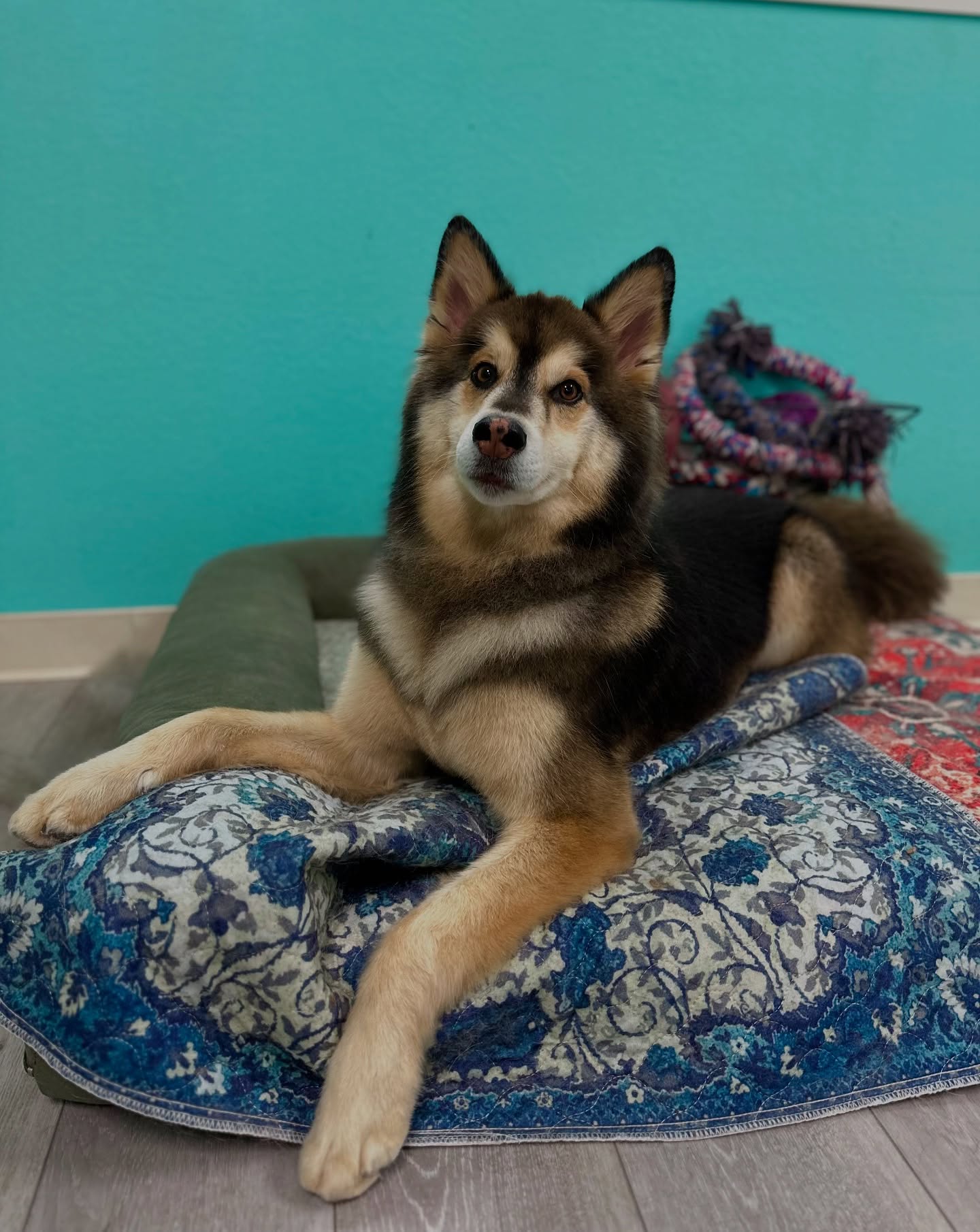 Trim and Proper Grooming Parlor Santa Rosa