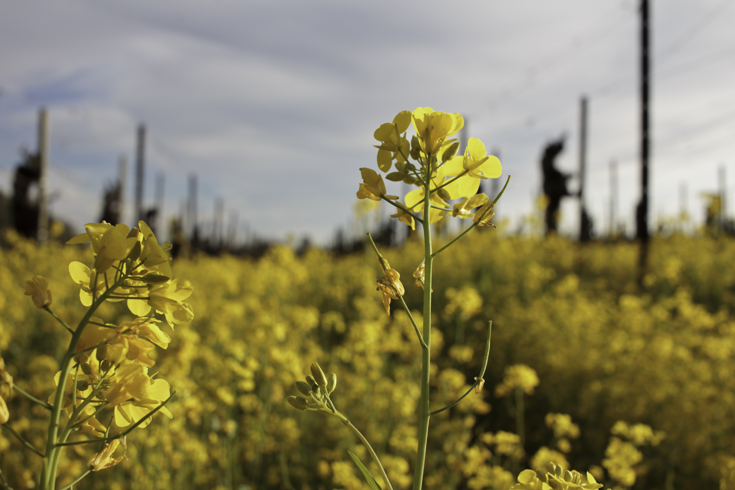 Pellegrini-Olivet Lane Santa Rosa