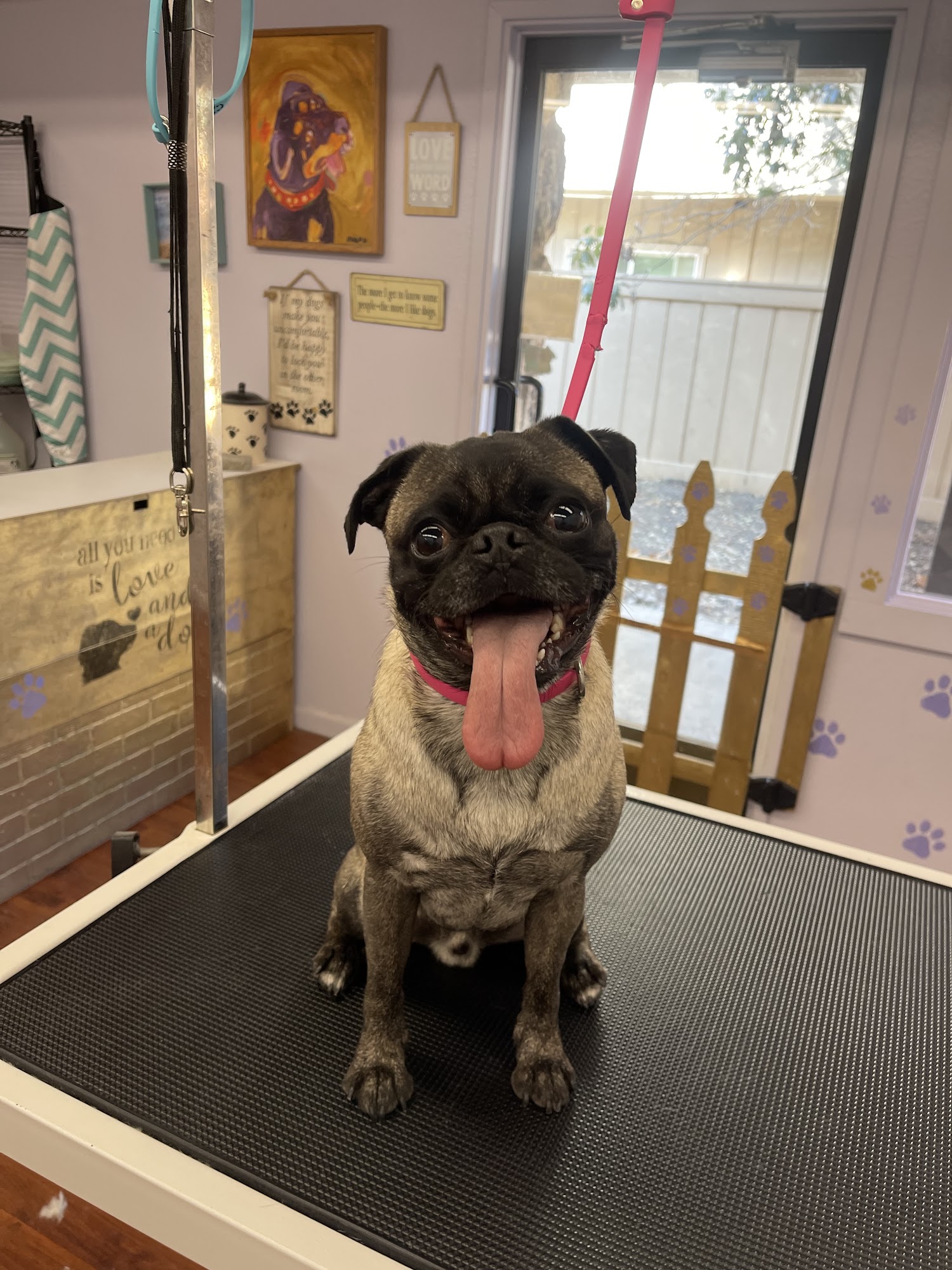 Sadie's Pet Spa Santa Rosa