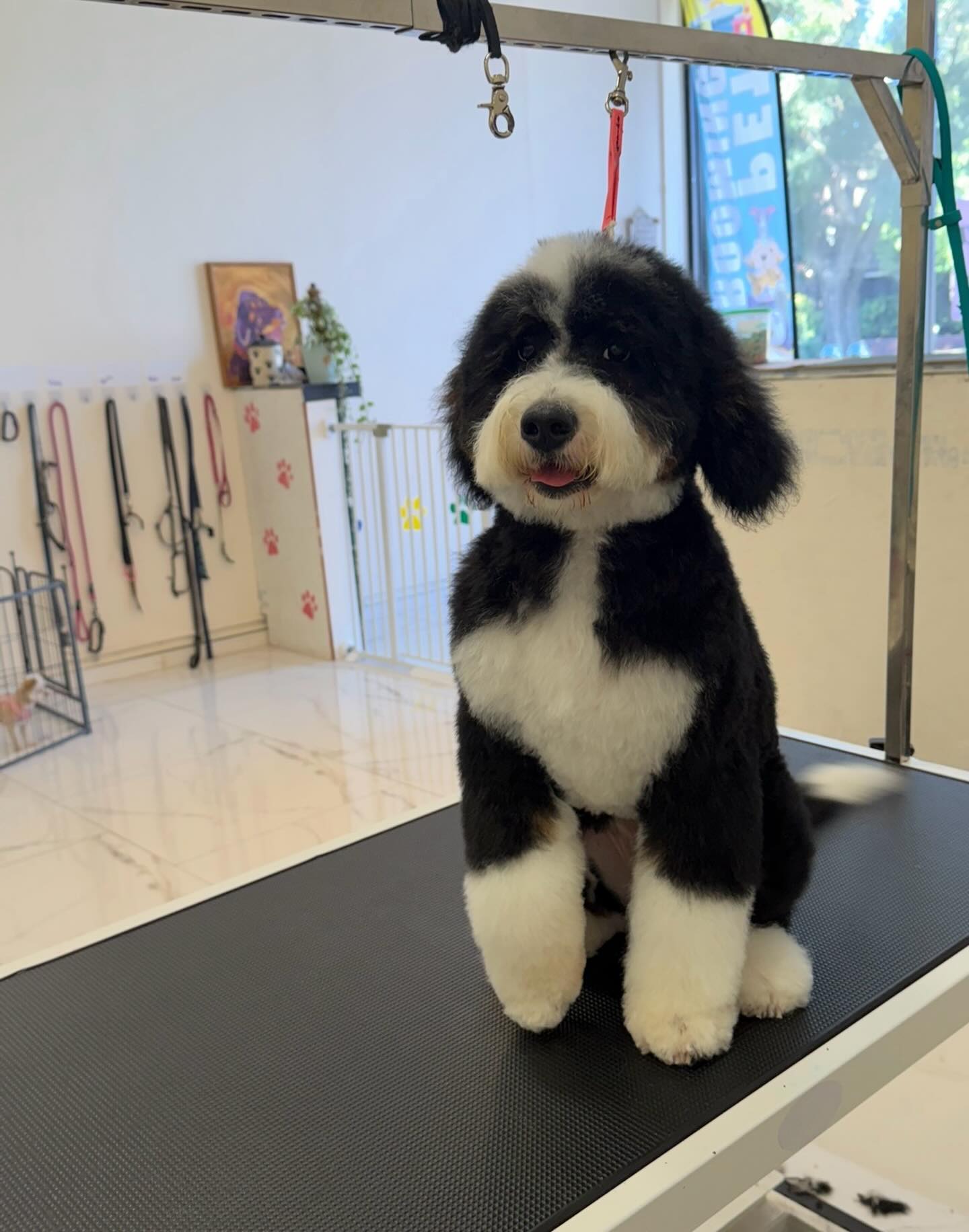 Sadie's Pet Spa Santa Rosa