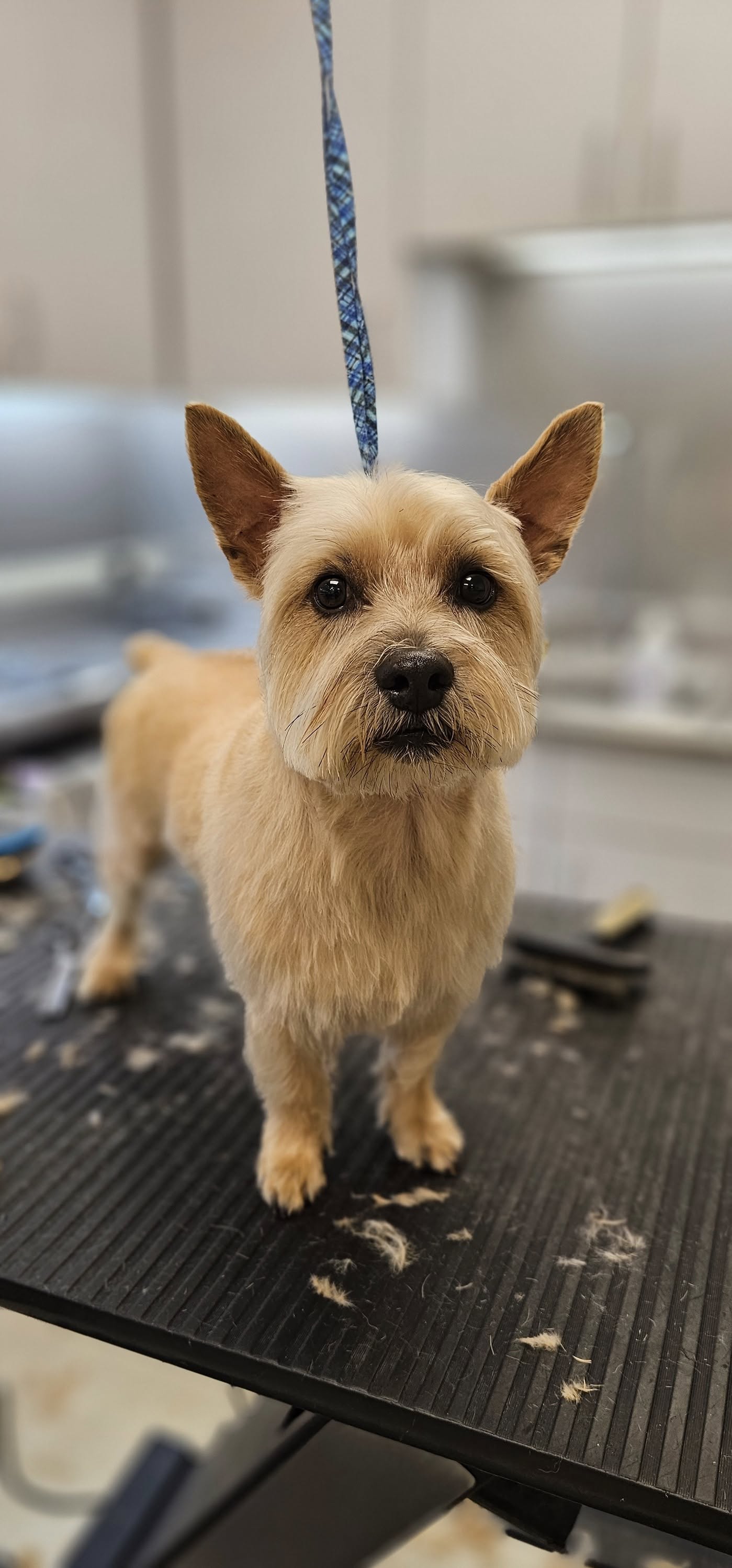 Dog Styling By Stephanie Santa Rosa