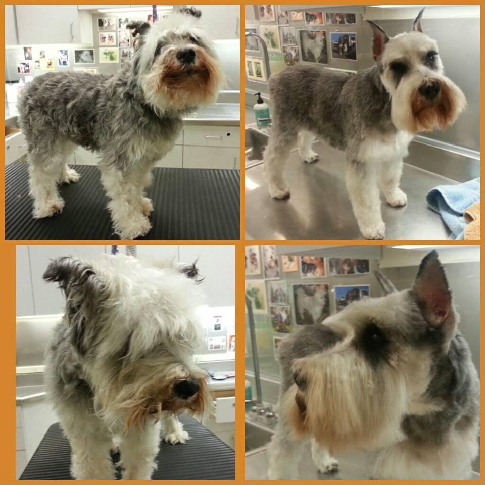 Dog Styling By Stephanie Santa Rosa