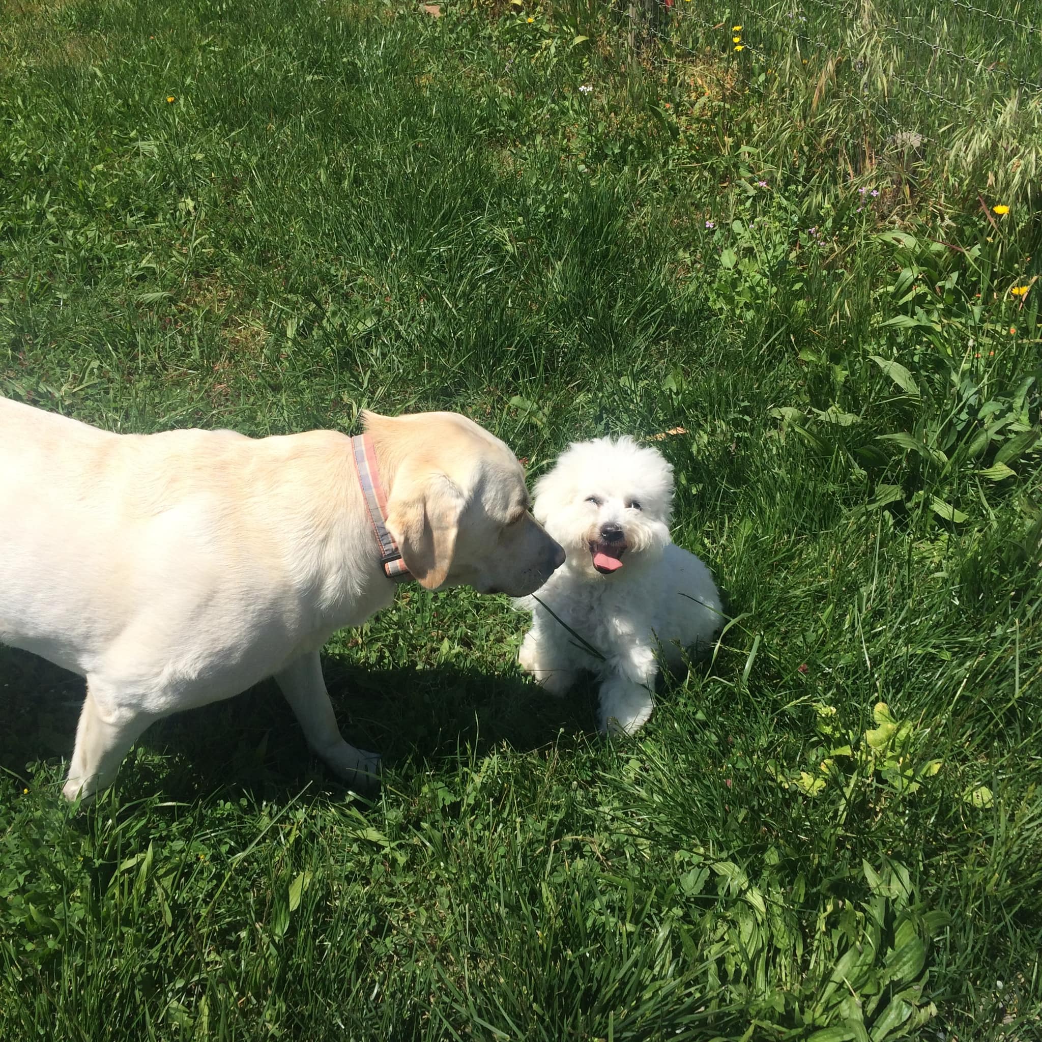 The Meadows Canine Camp Santa Rosa